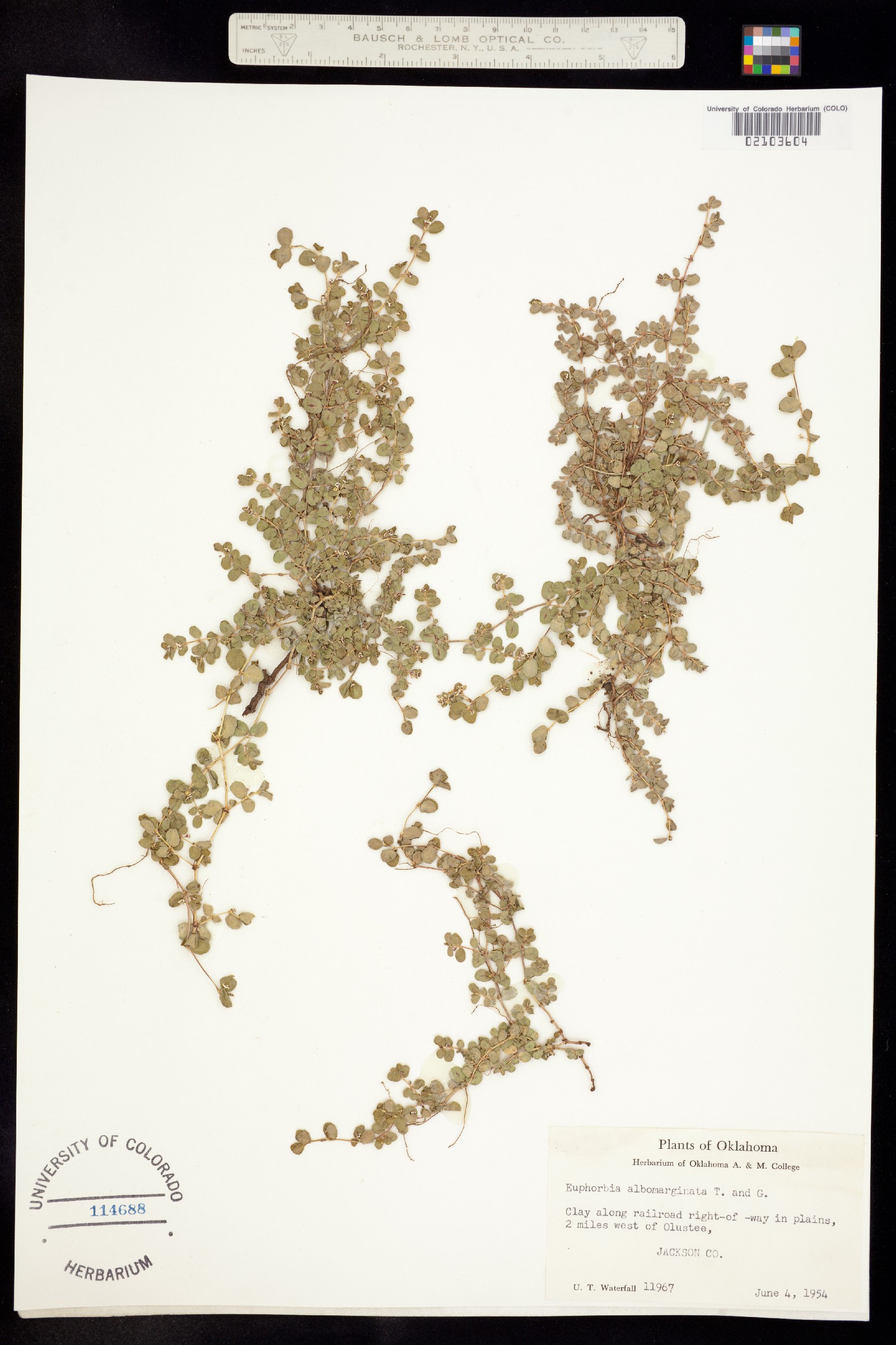 Euphorbia albomarginata image