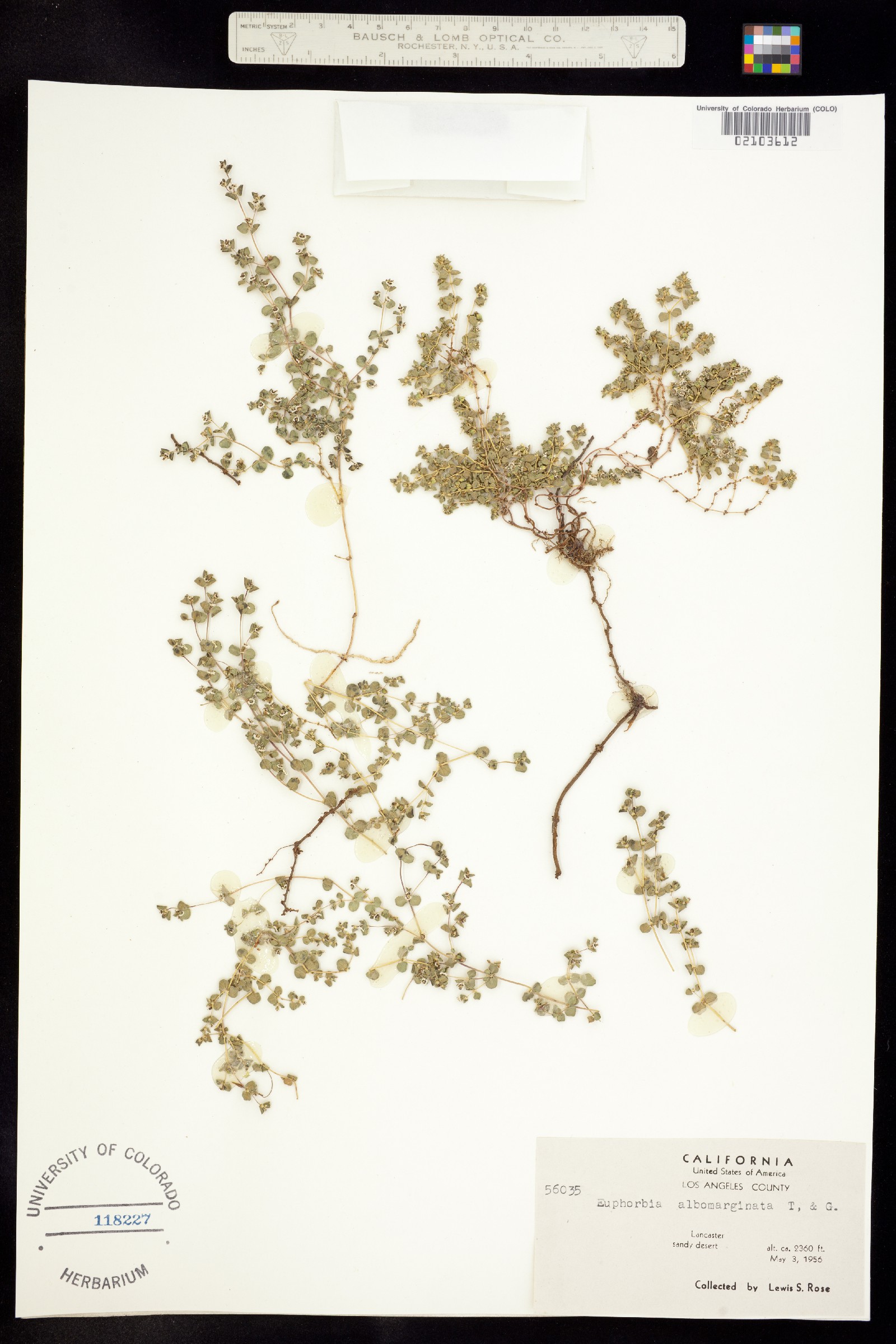 Euphorbia albomarginata image