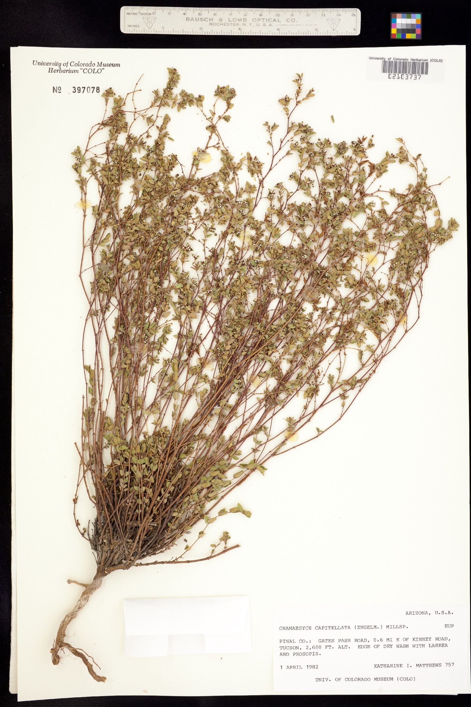 Euphorbia capitellata image