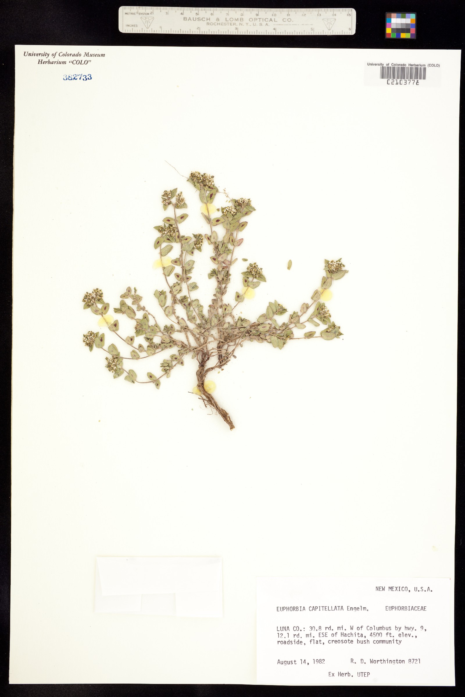 Euphorbia capitellata image