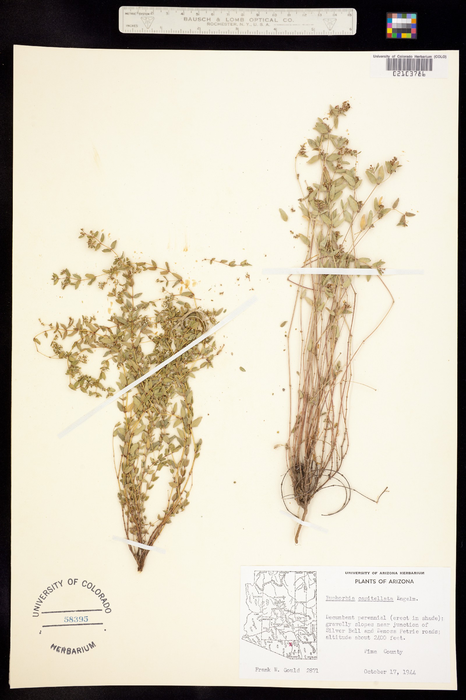 Euphorbia capitellata image