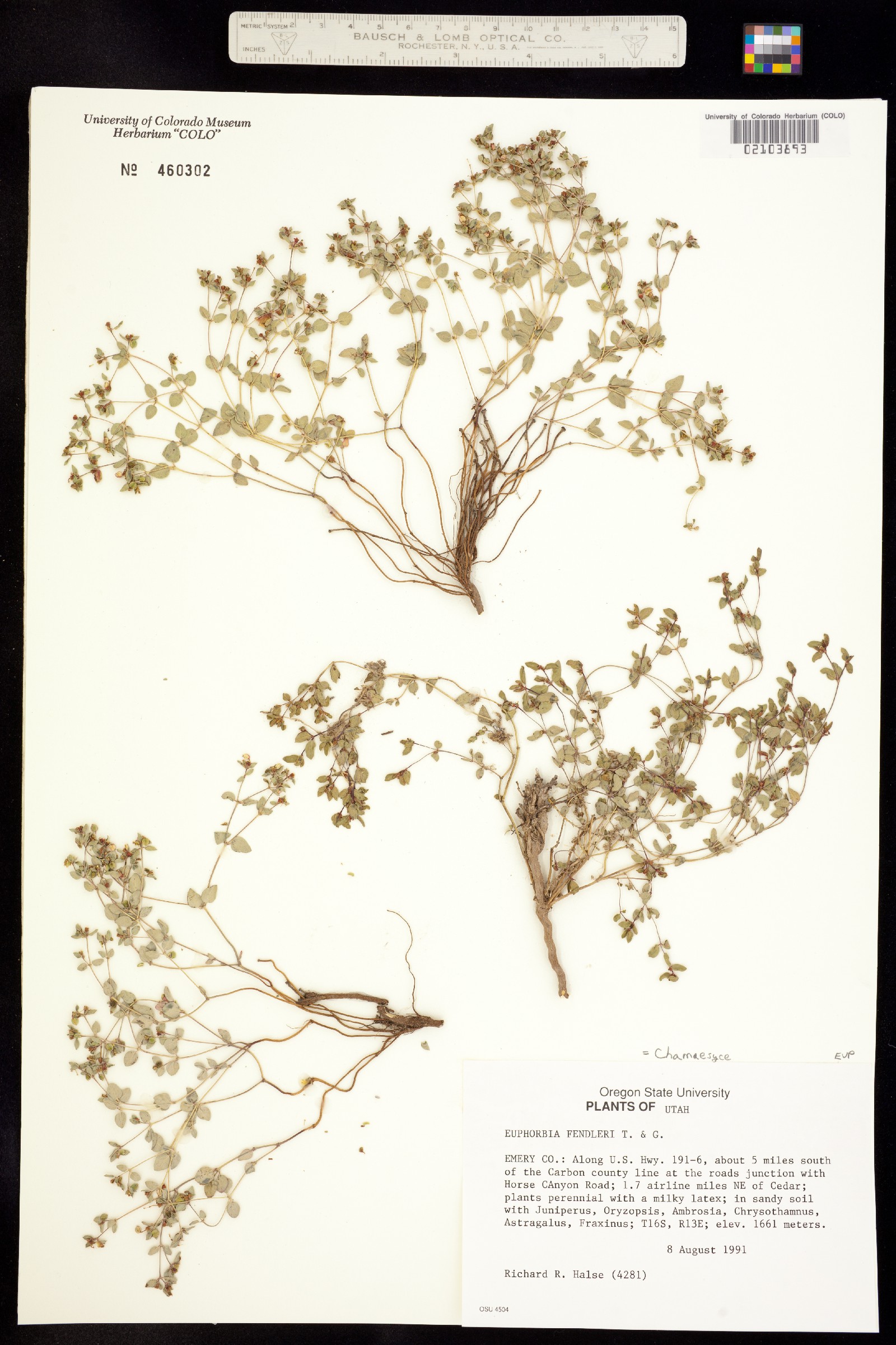 Euphorbiaceae image