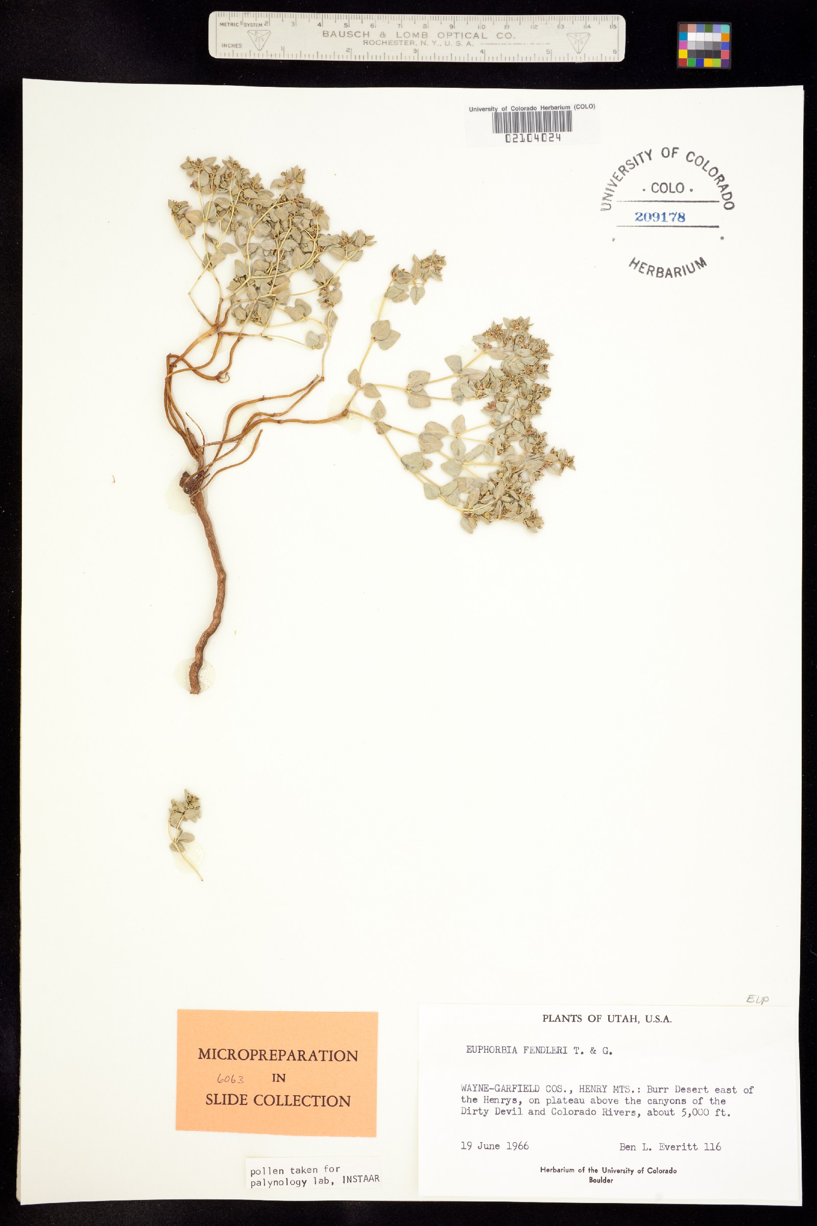 Euphorbia fendleri image