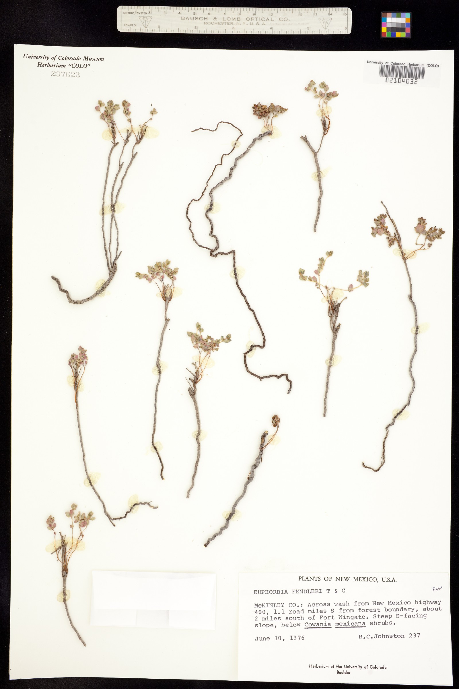 Euphorbia fendleri image