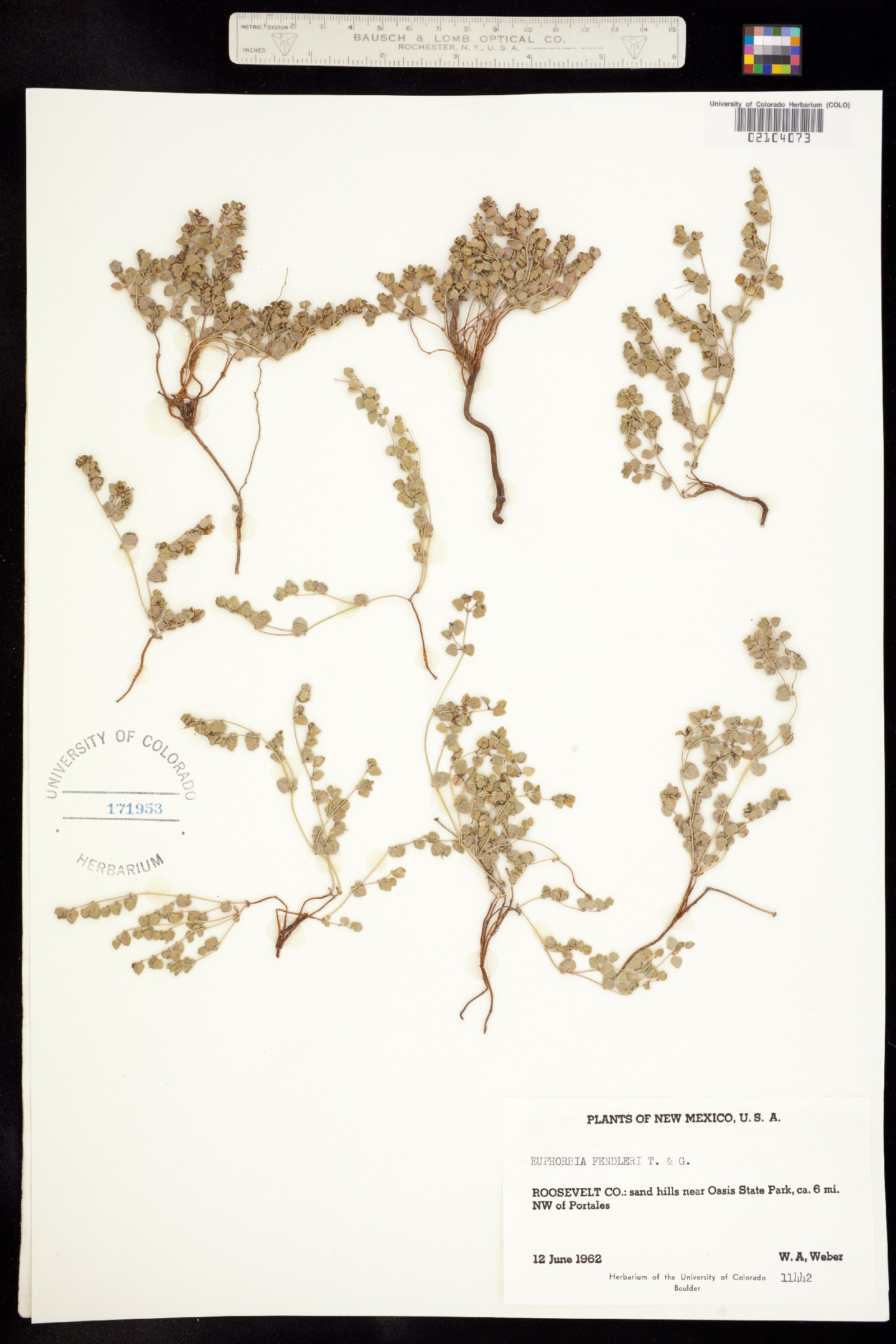 Euphorbia fendleri image