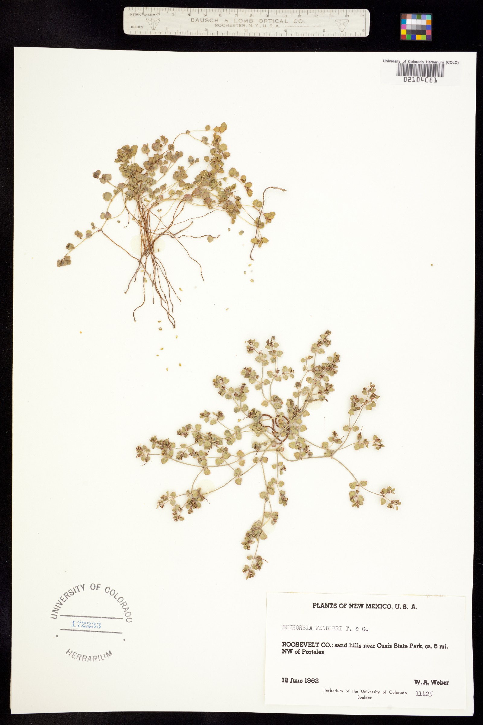 Euphorbia fendleri image