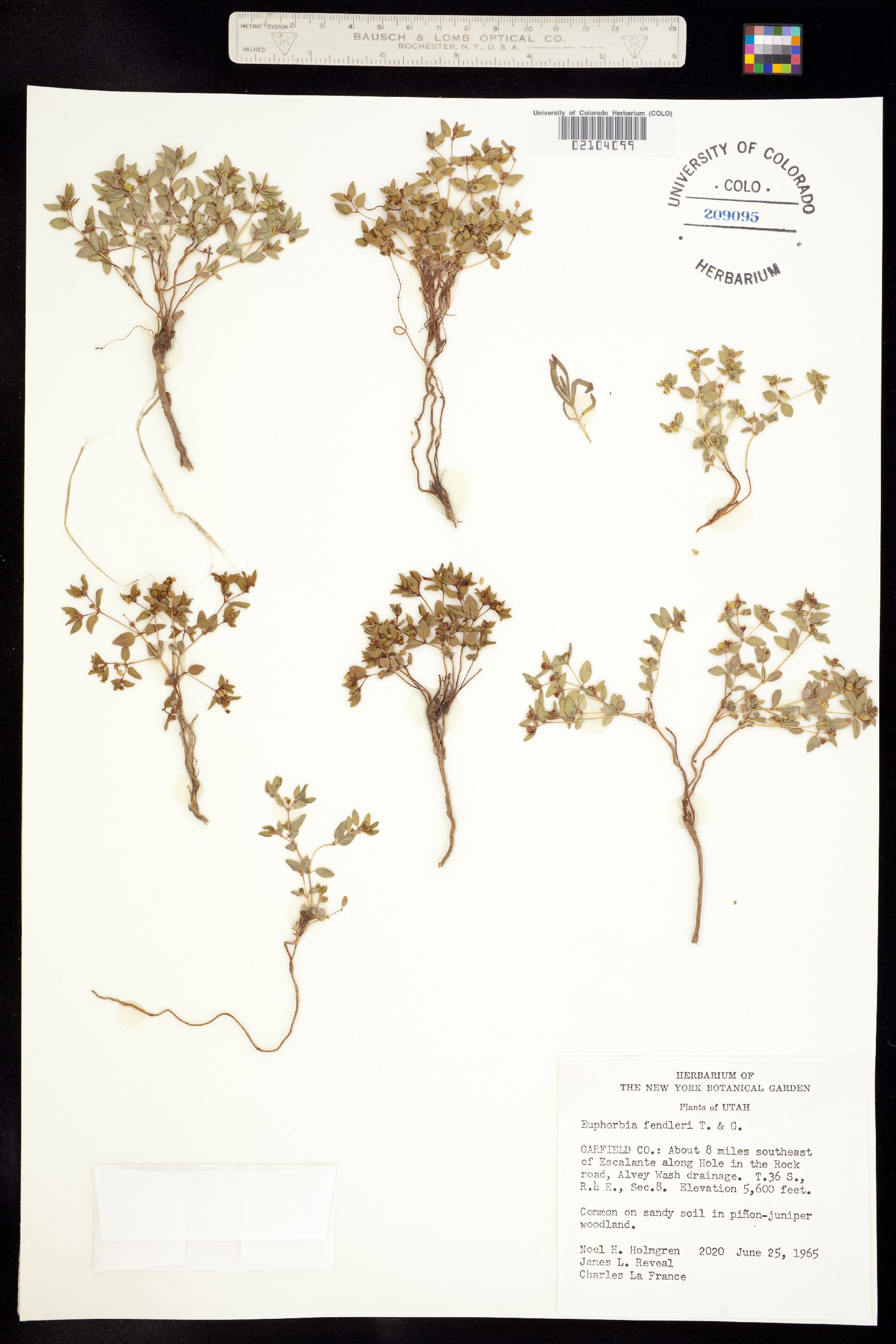 Euphorbiaceae image