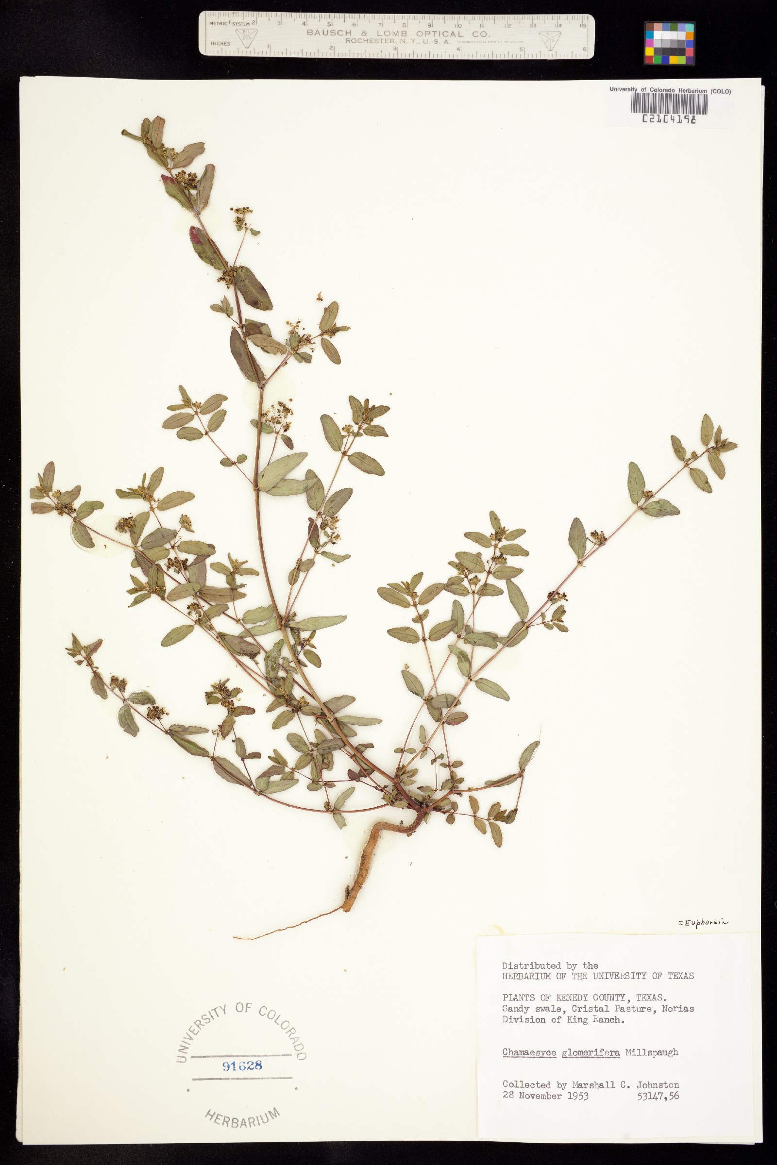 Euphorbia hypericifolia image