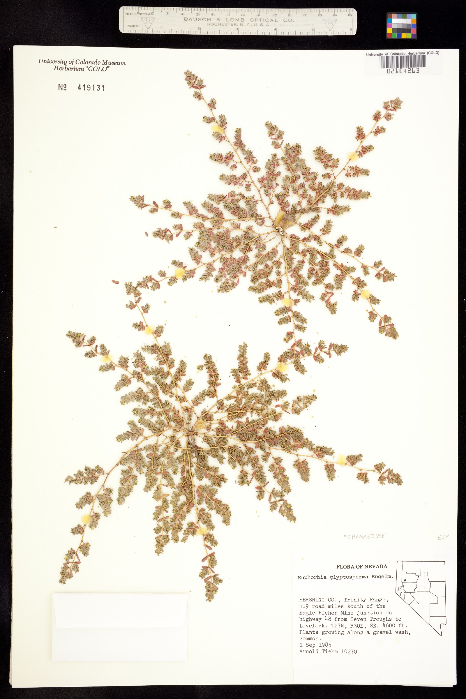 Euphorbia glyptosperma image