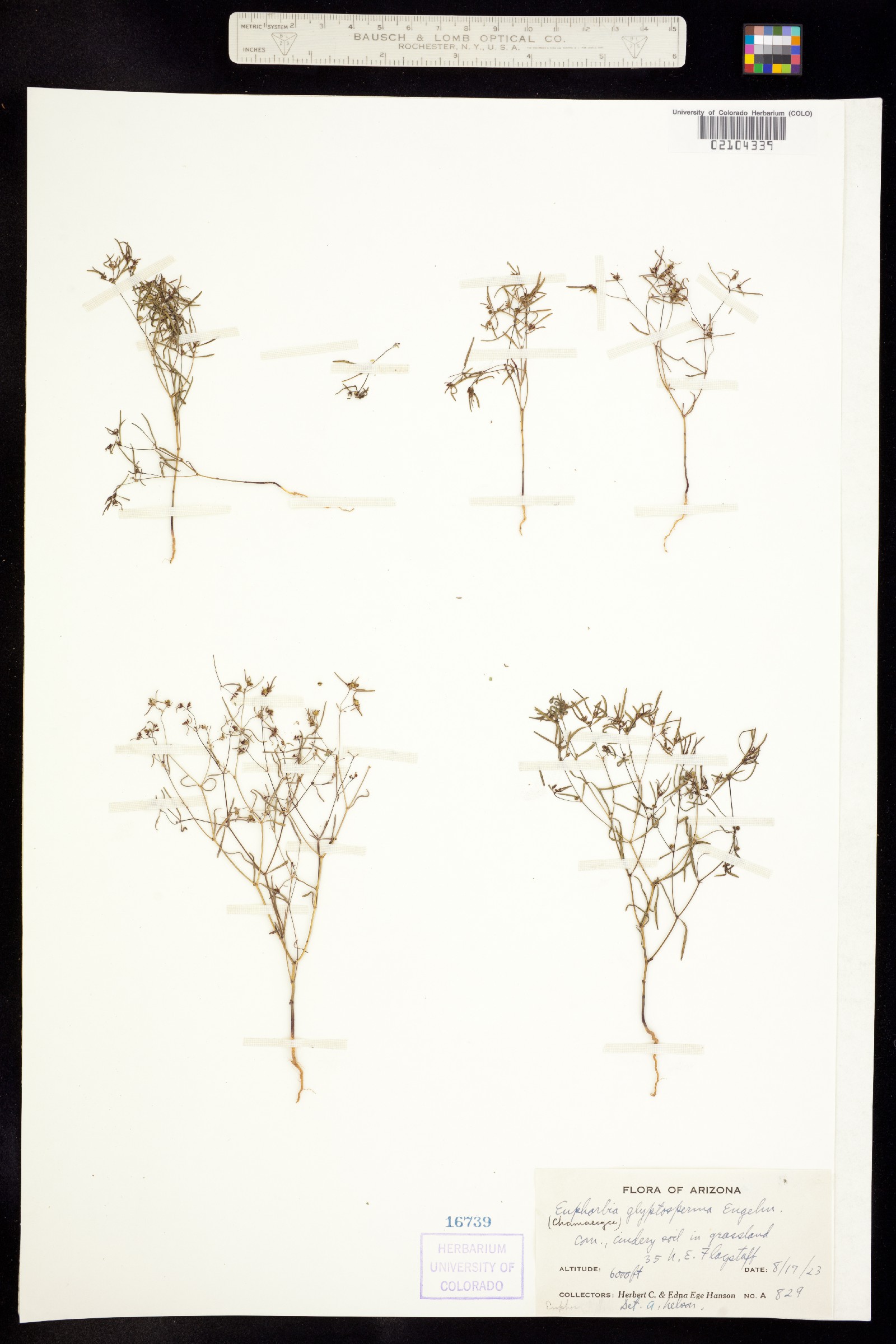 Euphorbia glyptosperma image