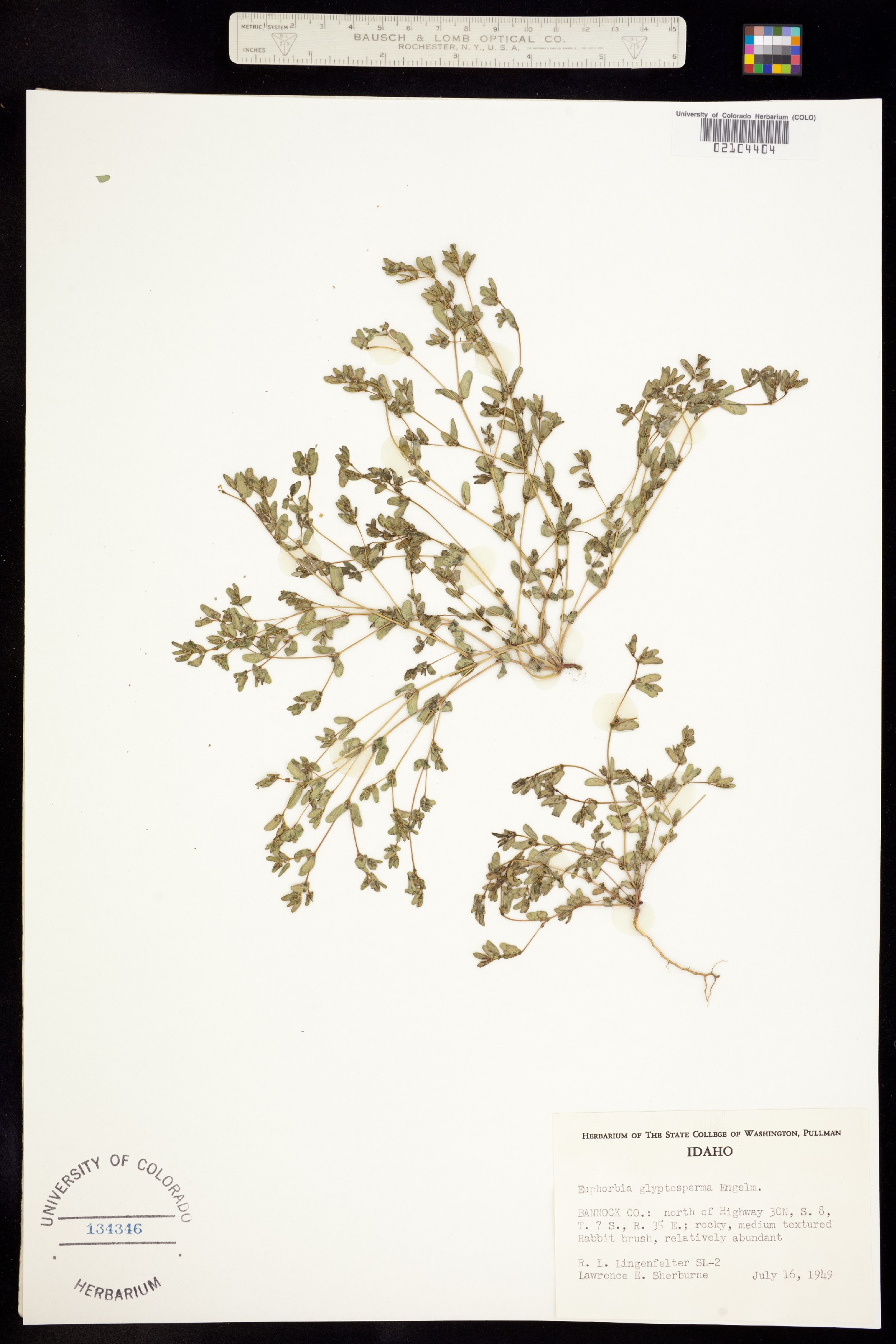 Euphorbia glyptosperma image