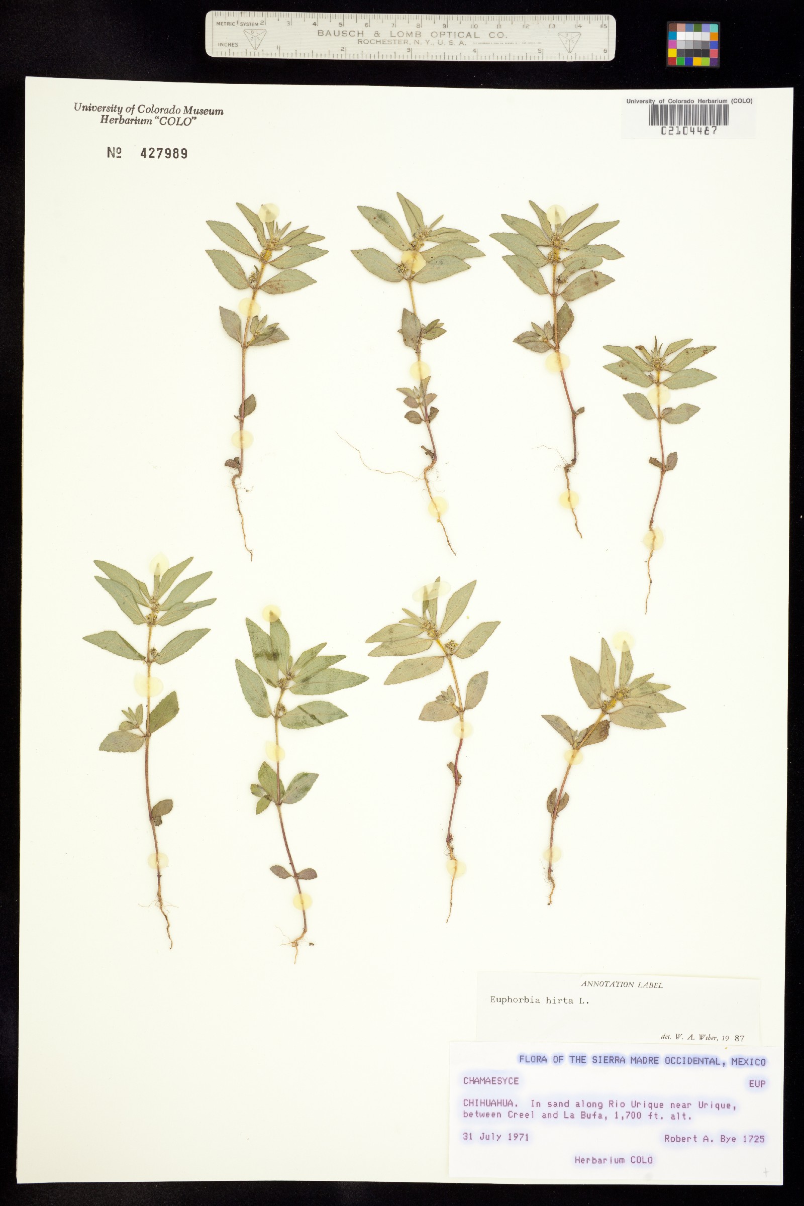 Euphorbia hirta image
