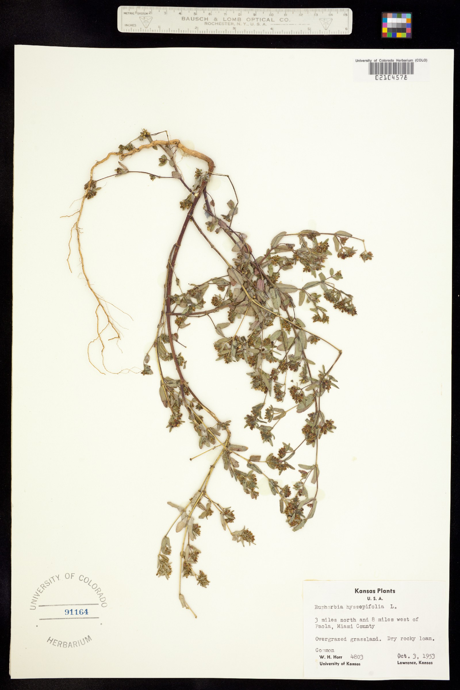 Euphorbia hyssopifolia image