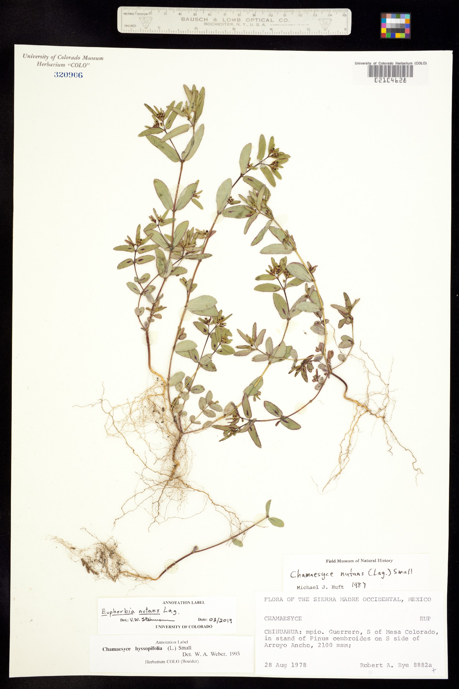 Euphorbia hyssopifolia image