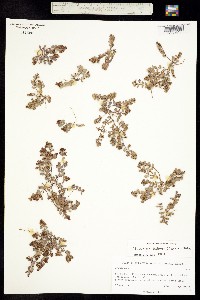 Chamaesyce dioica image