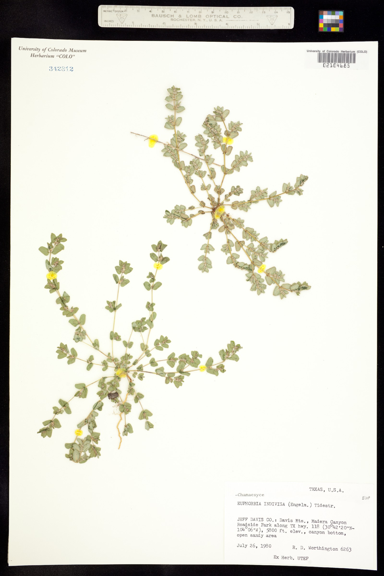Euphorbia indivisa image