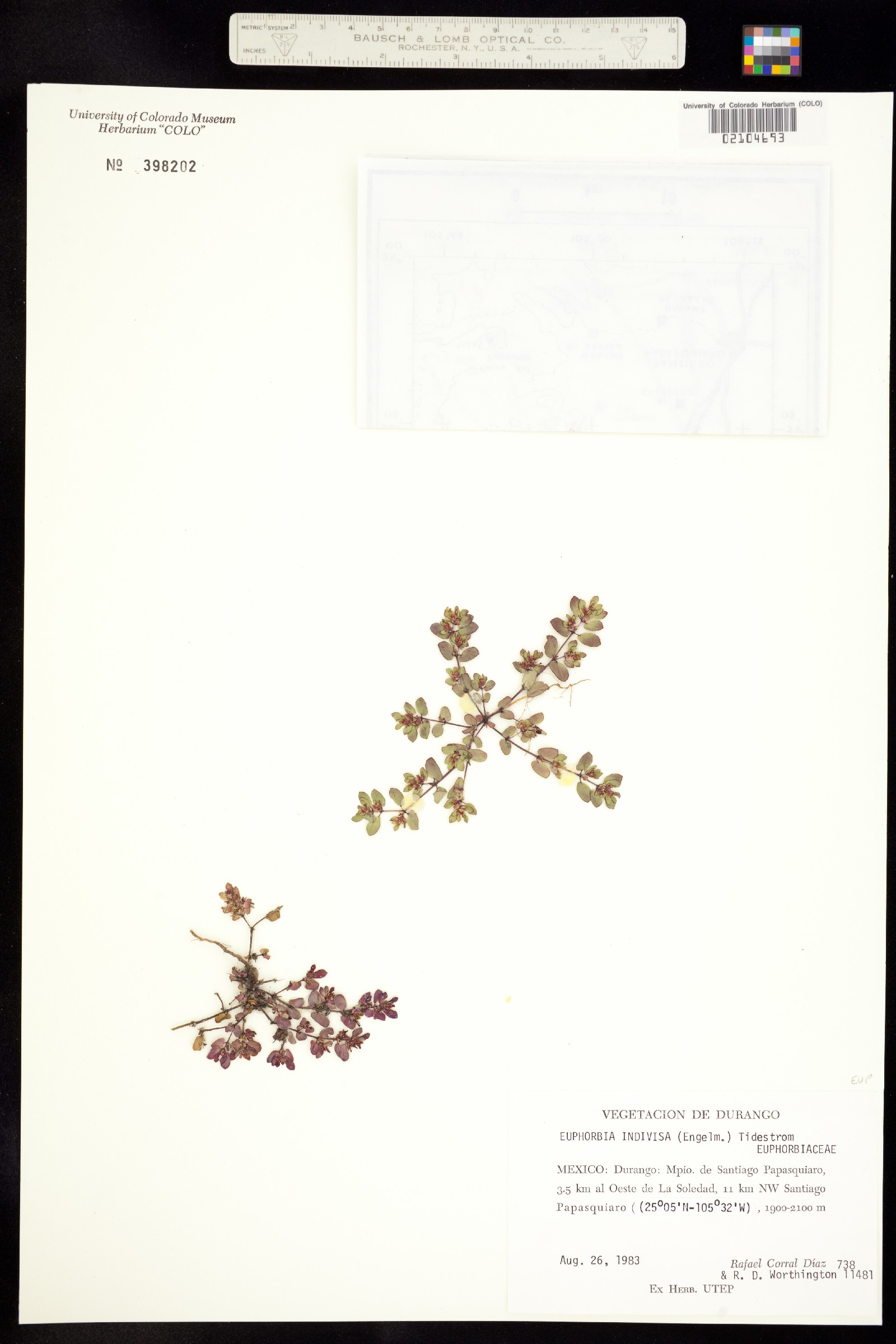 Euphorbia indivisa image