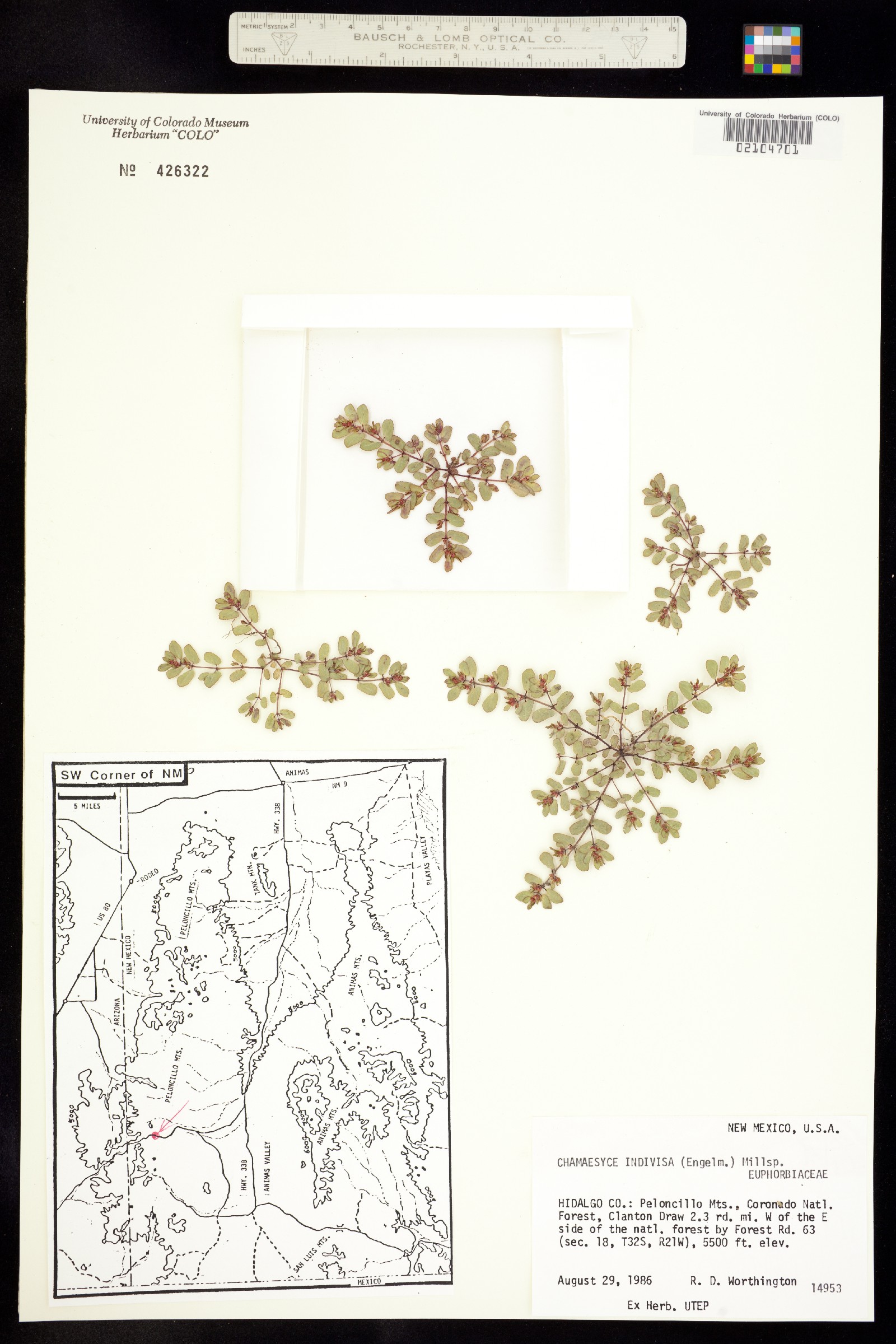 Euphorbia indivisa image