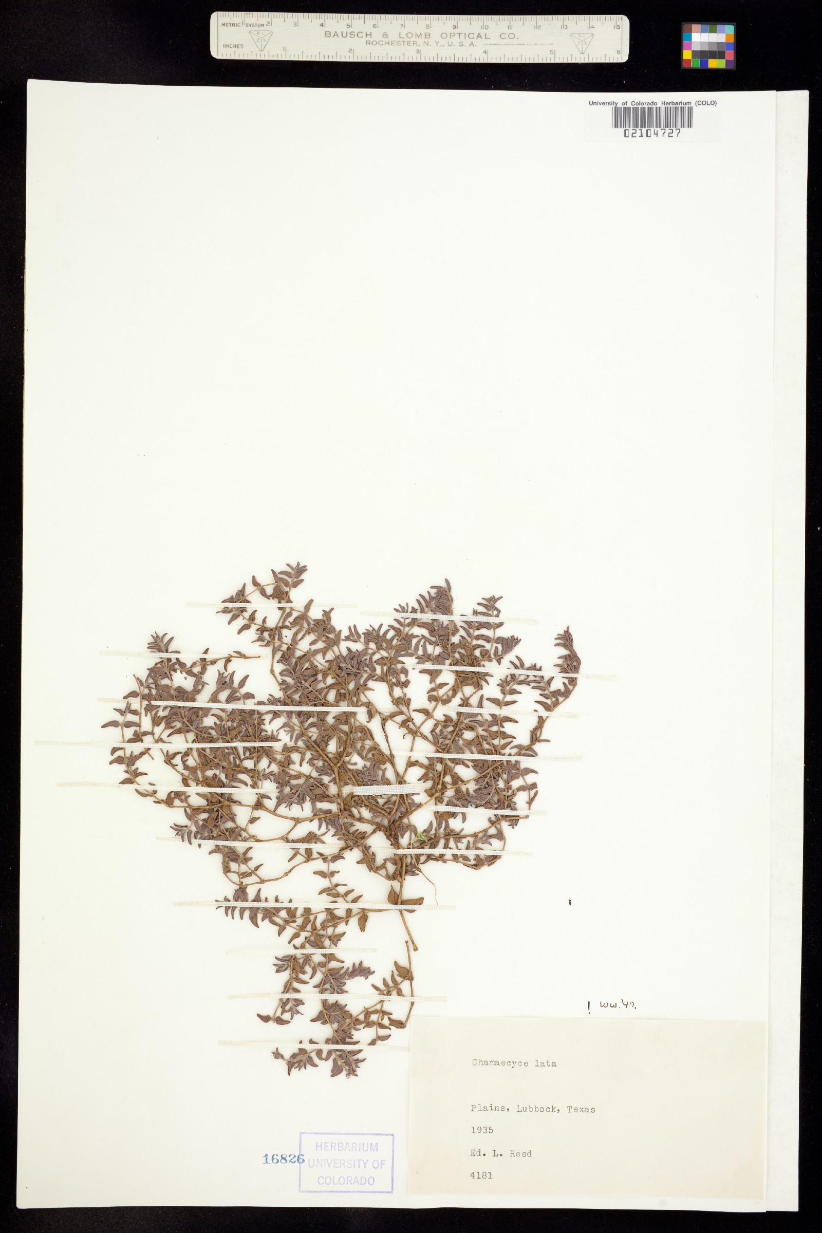 Euphorbia lata image