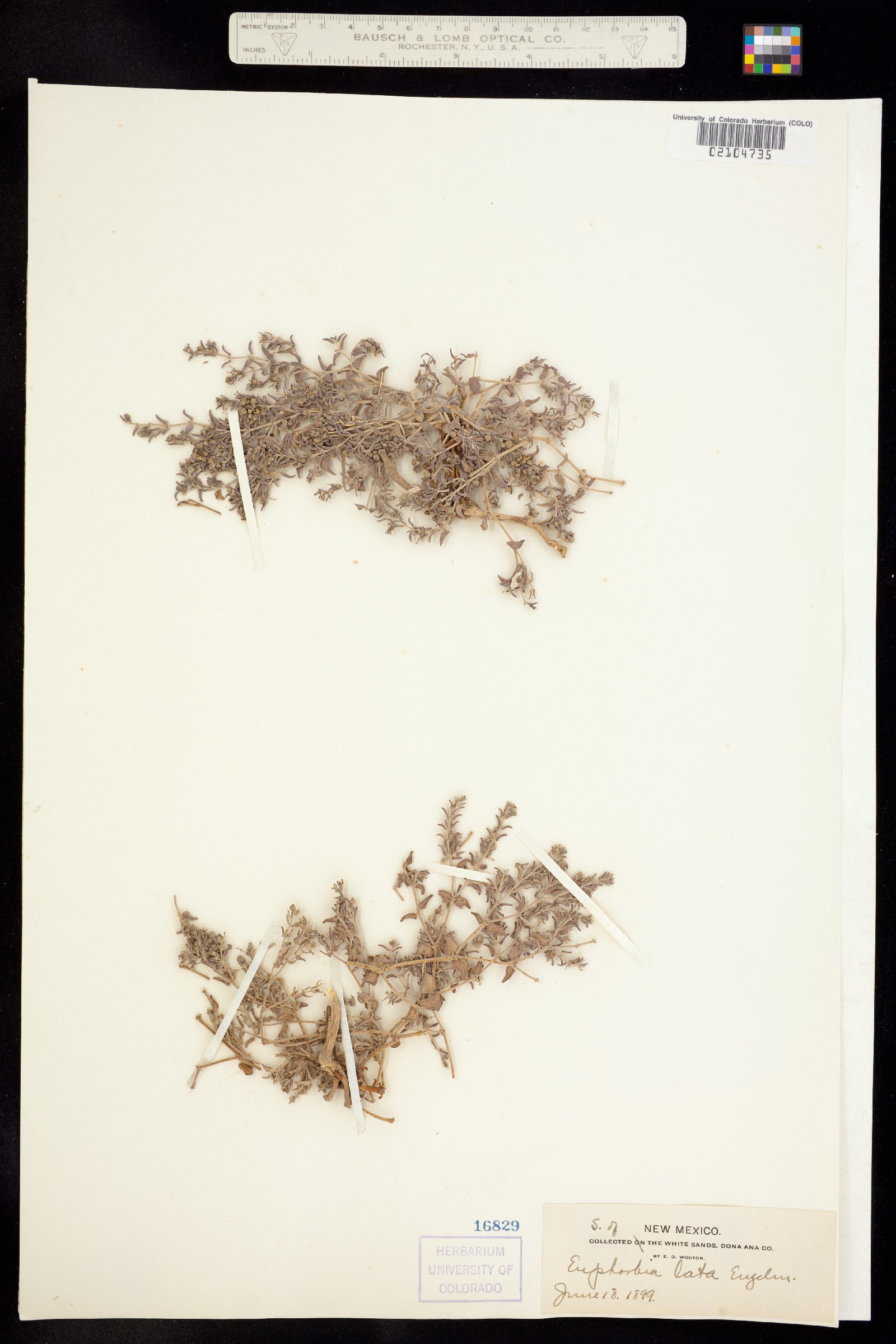 Euphorbia image