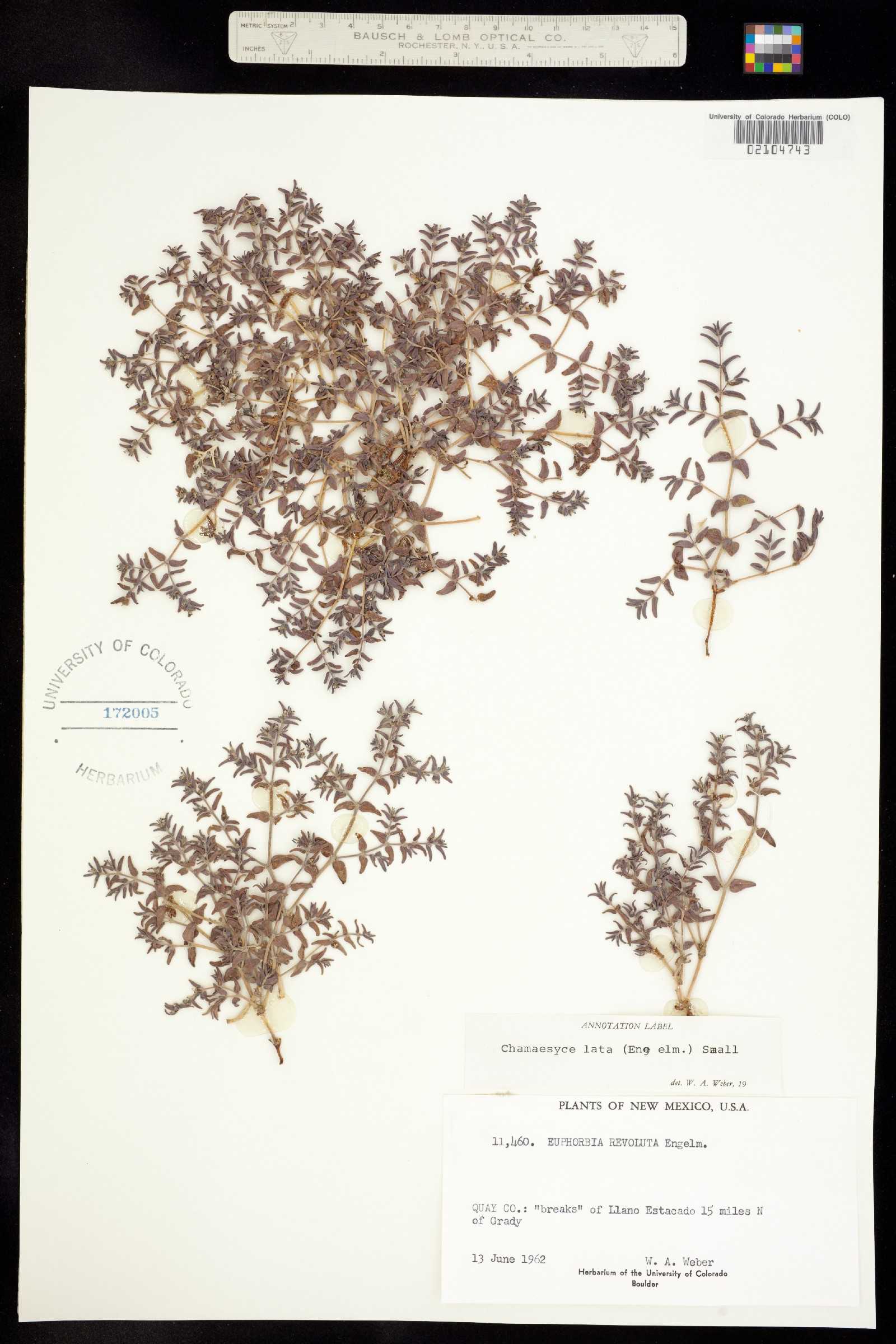 Euphorbia lata image