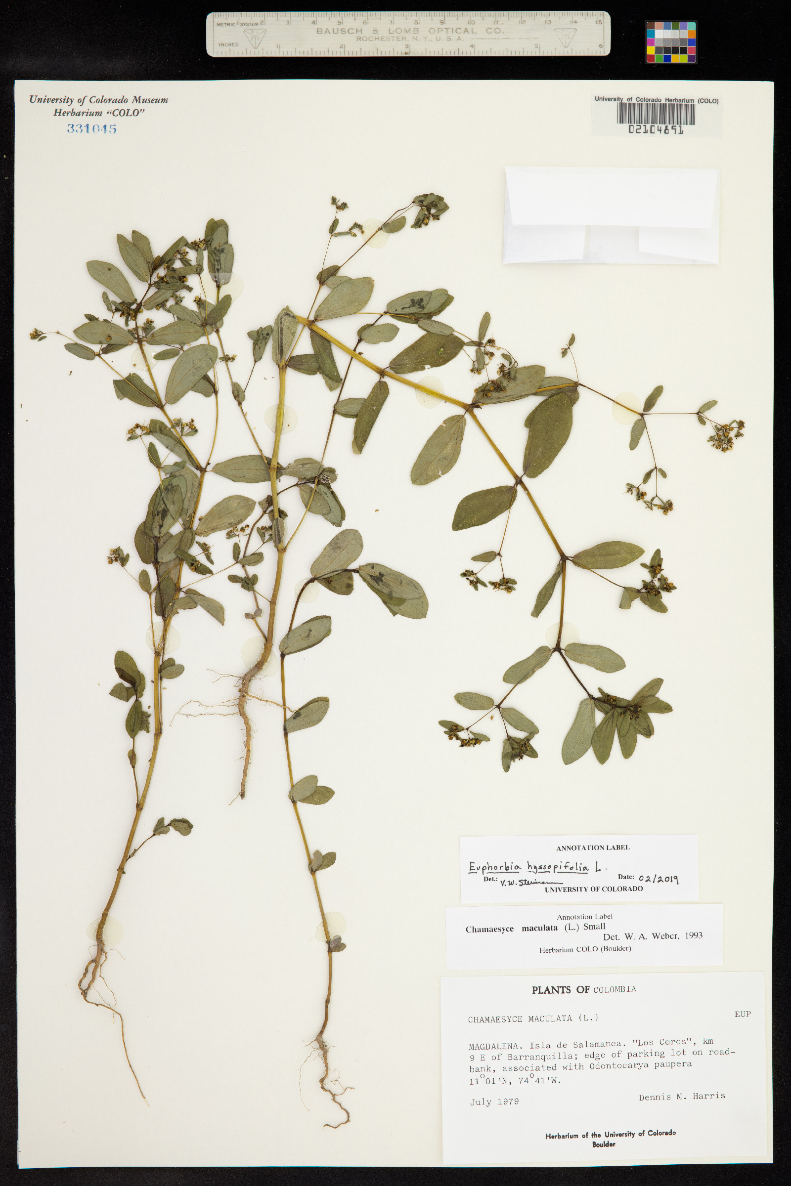 Euphorbia hyssopifolia image