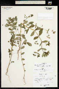 Chamaesyce hyssopifolia image