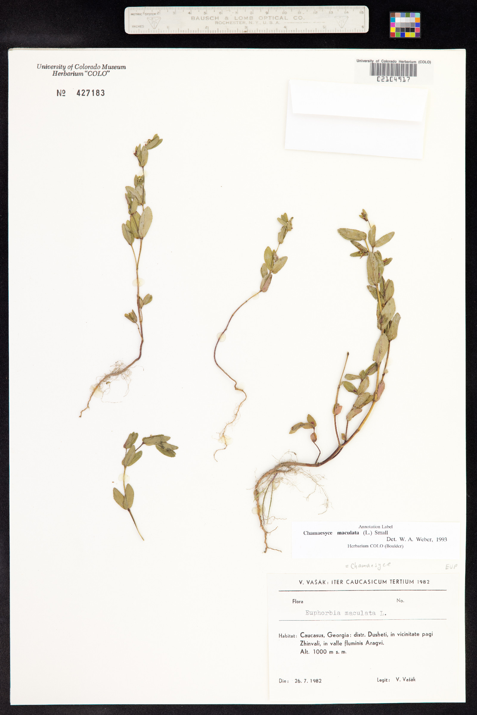 Euphorbia maculata image