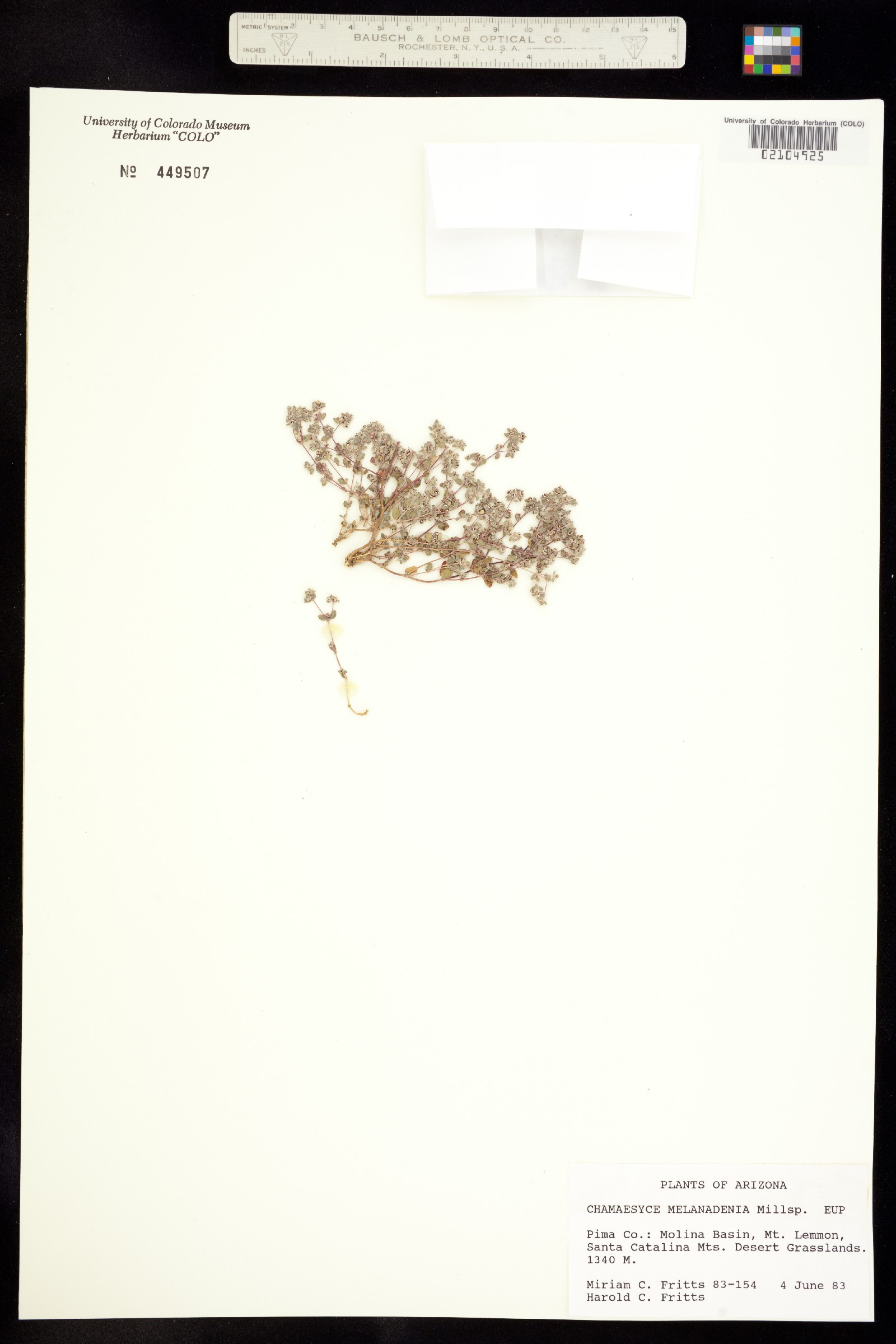 Euphorbia melanadenia image