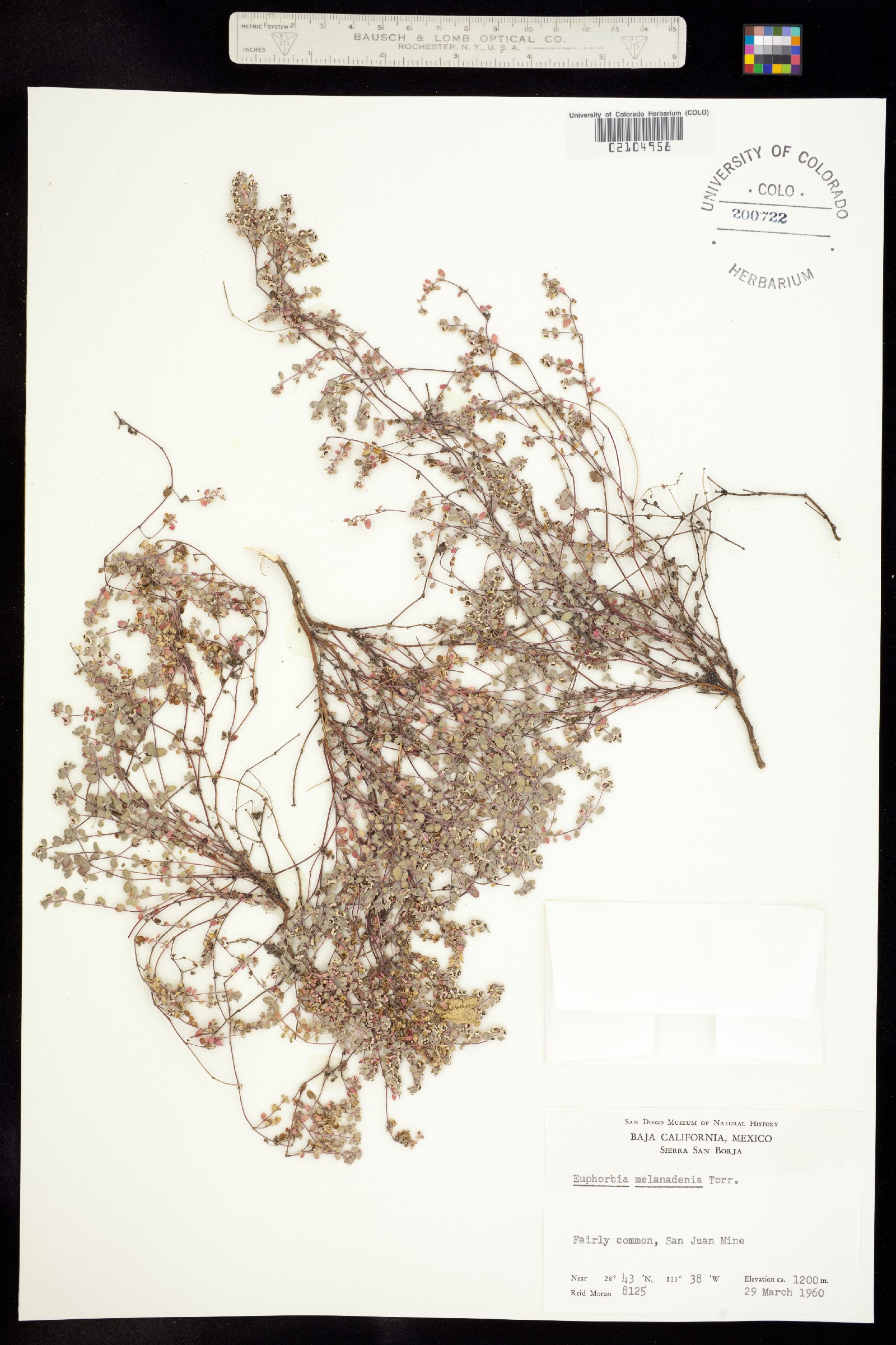 Euphorbia melanadenia image