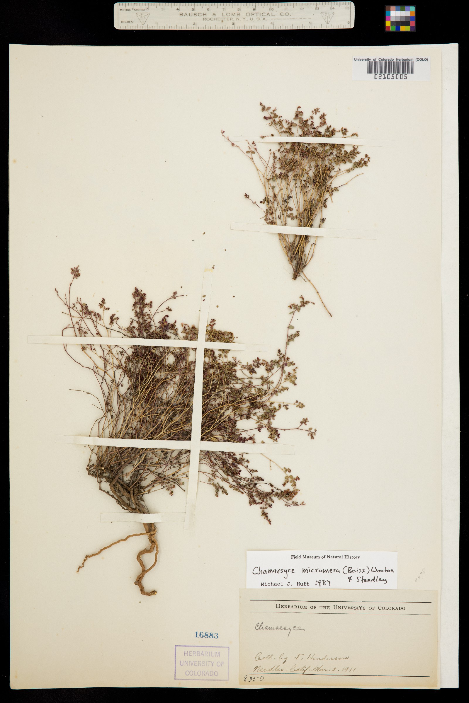 Euphorbia micromera image