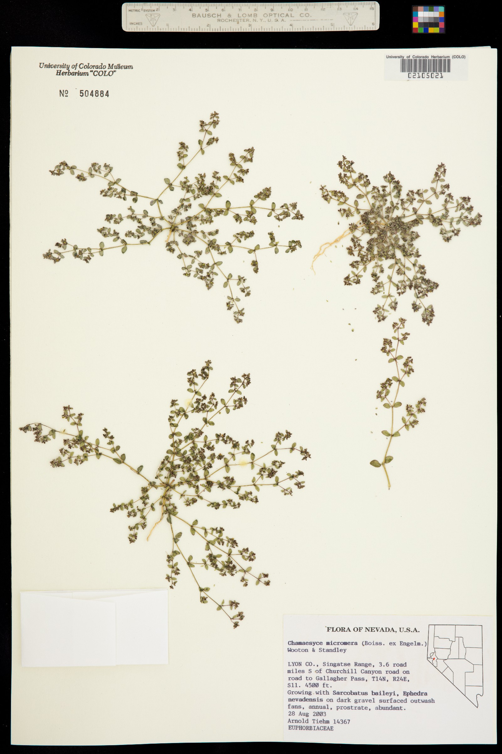 Euphorbia micromera image