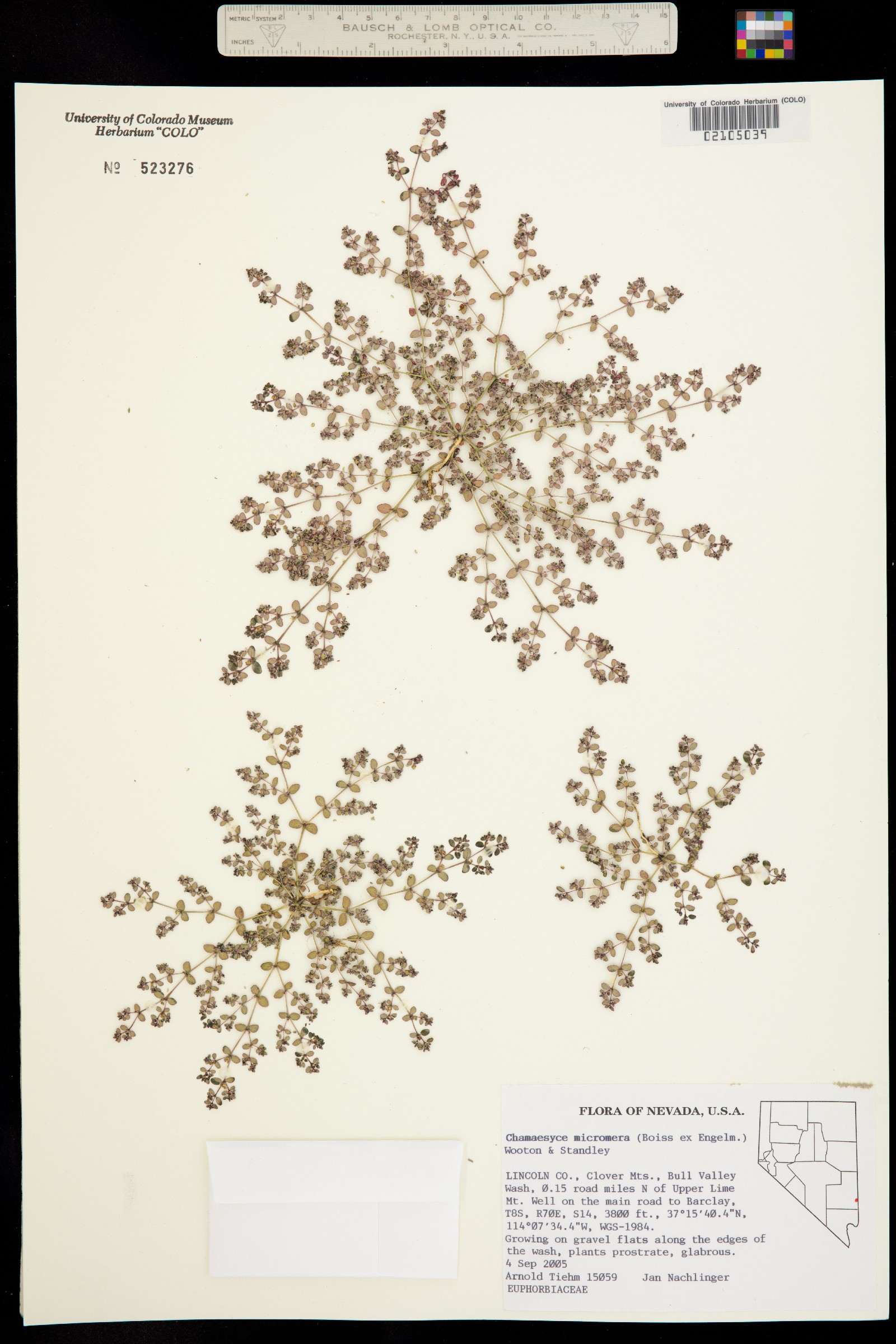 Euphorbia micromera image