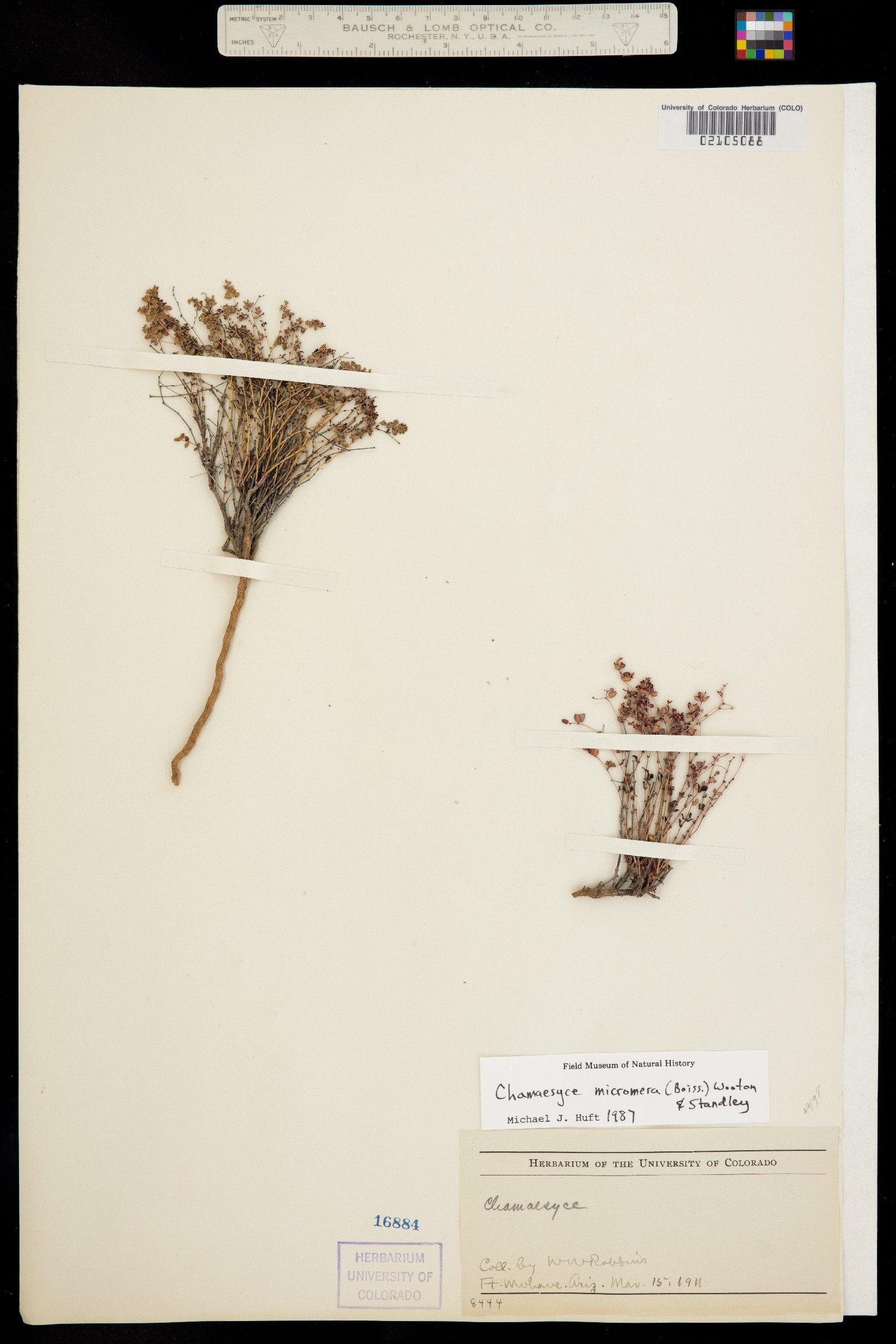 Euphorbia micromera image