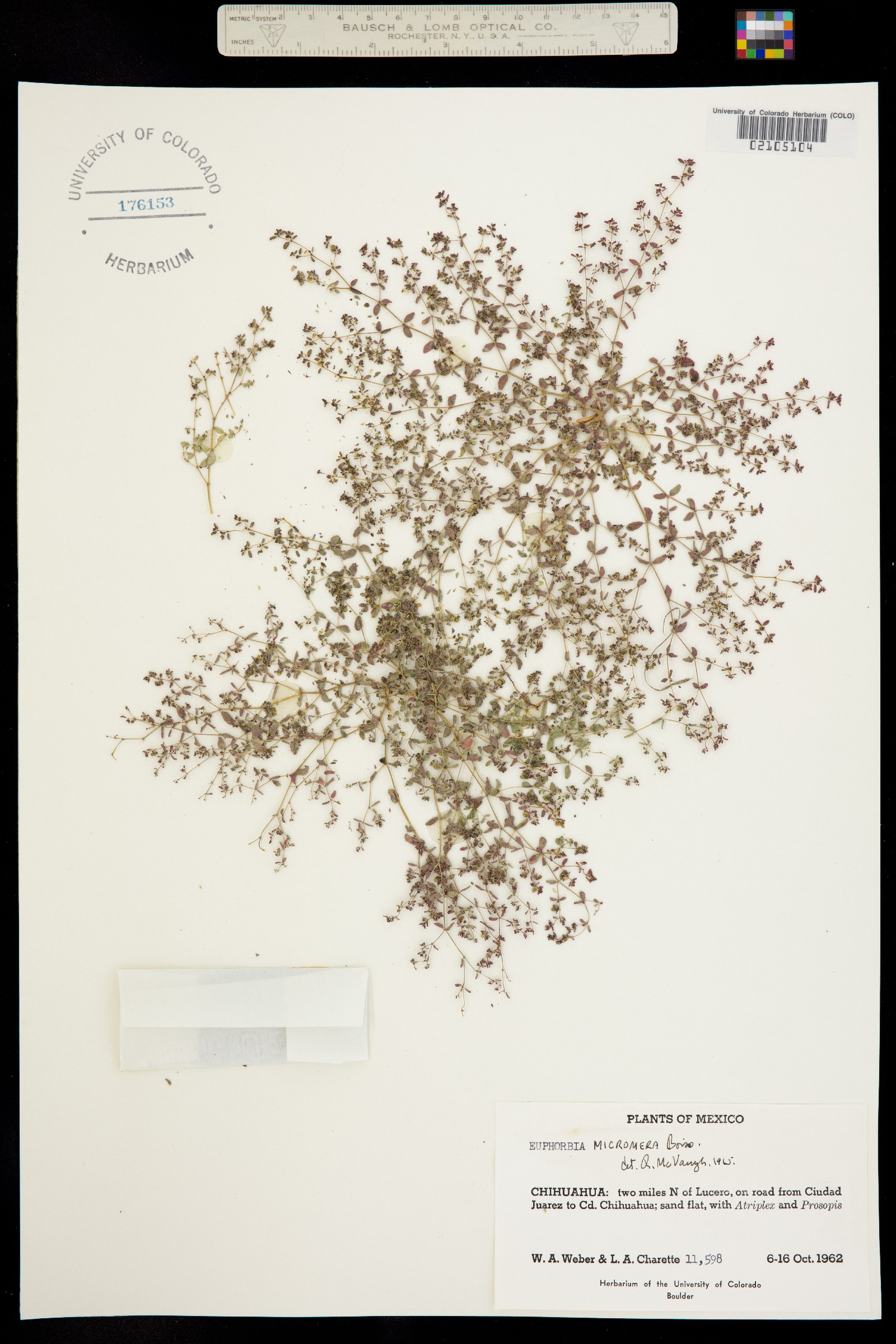 Euphorbia micromera image