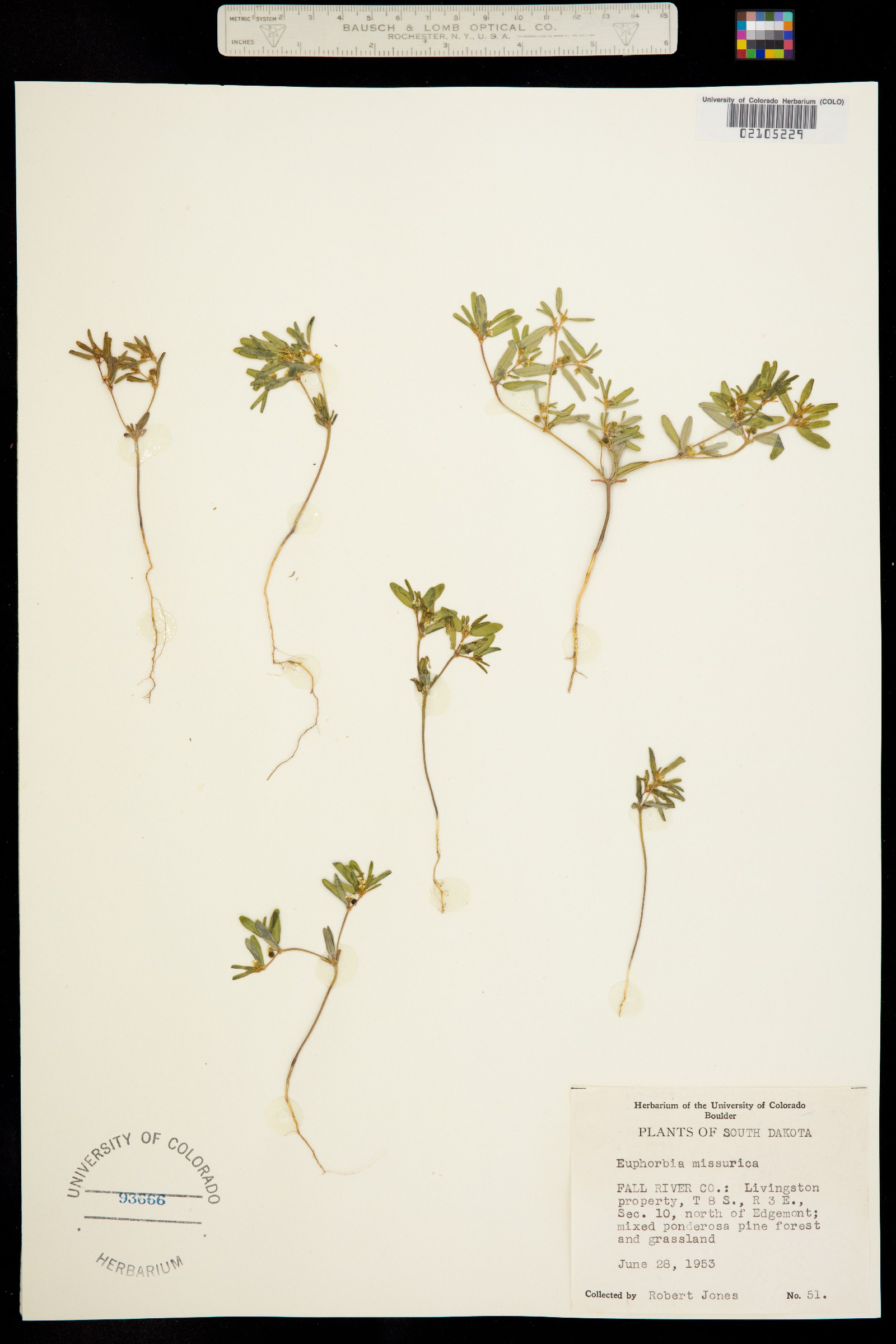 Euphorbia missurica image