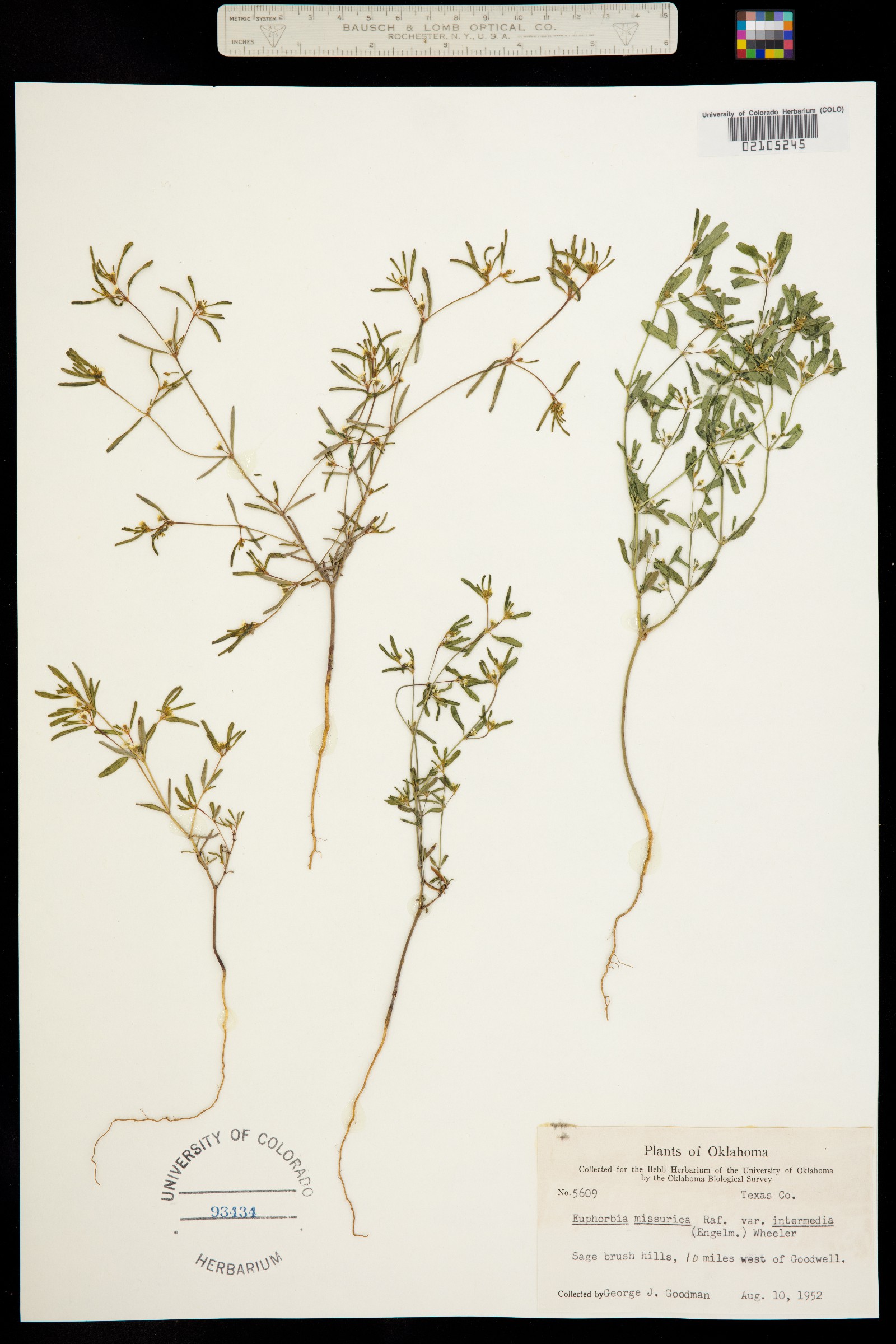 Euphorbia missurica image