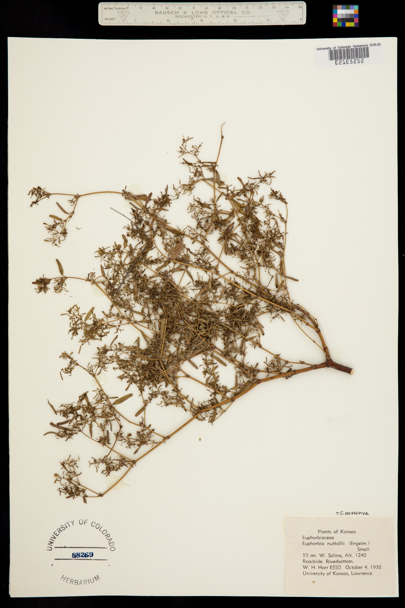 Euphorbia missurica image