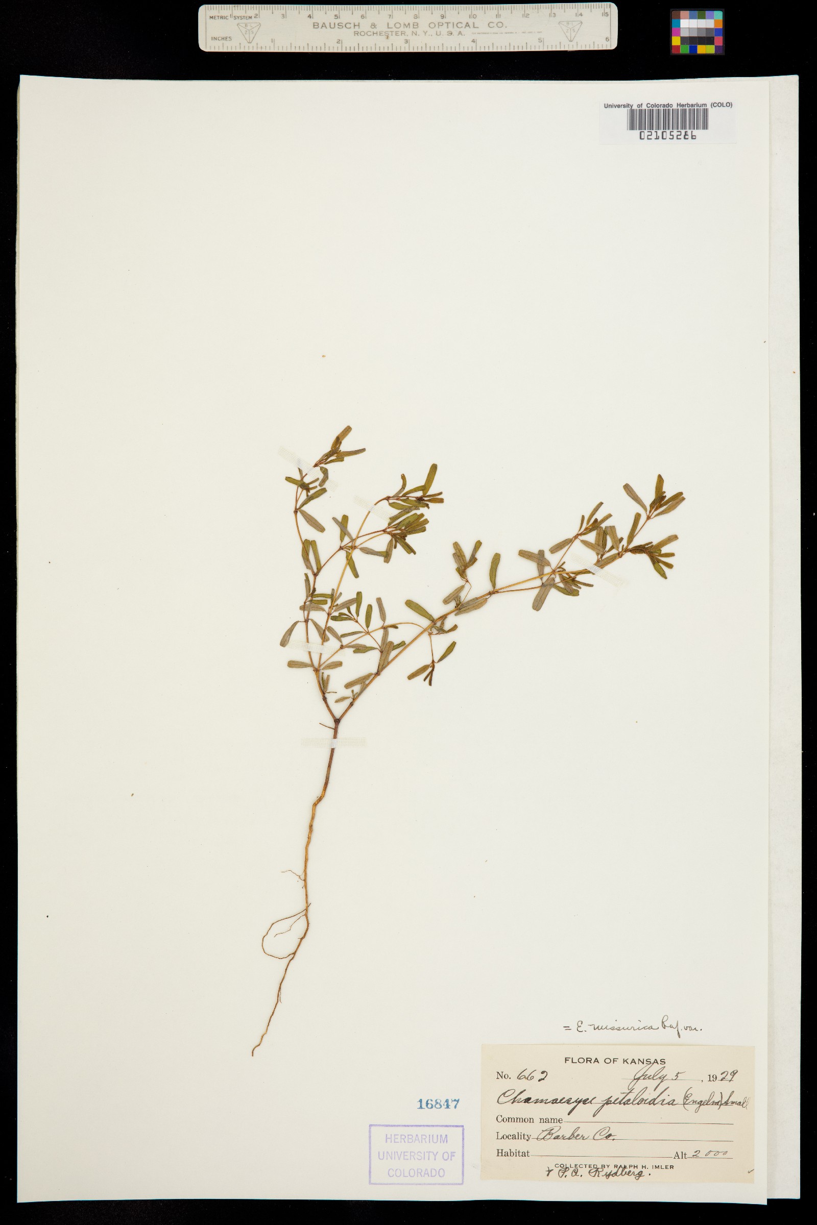 Euphorbia missurica image