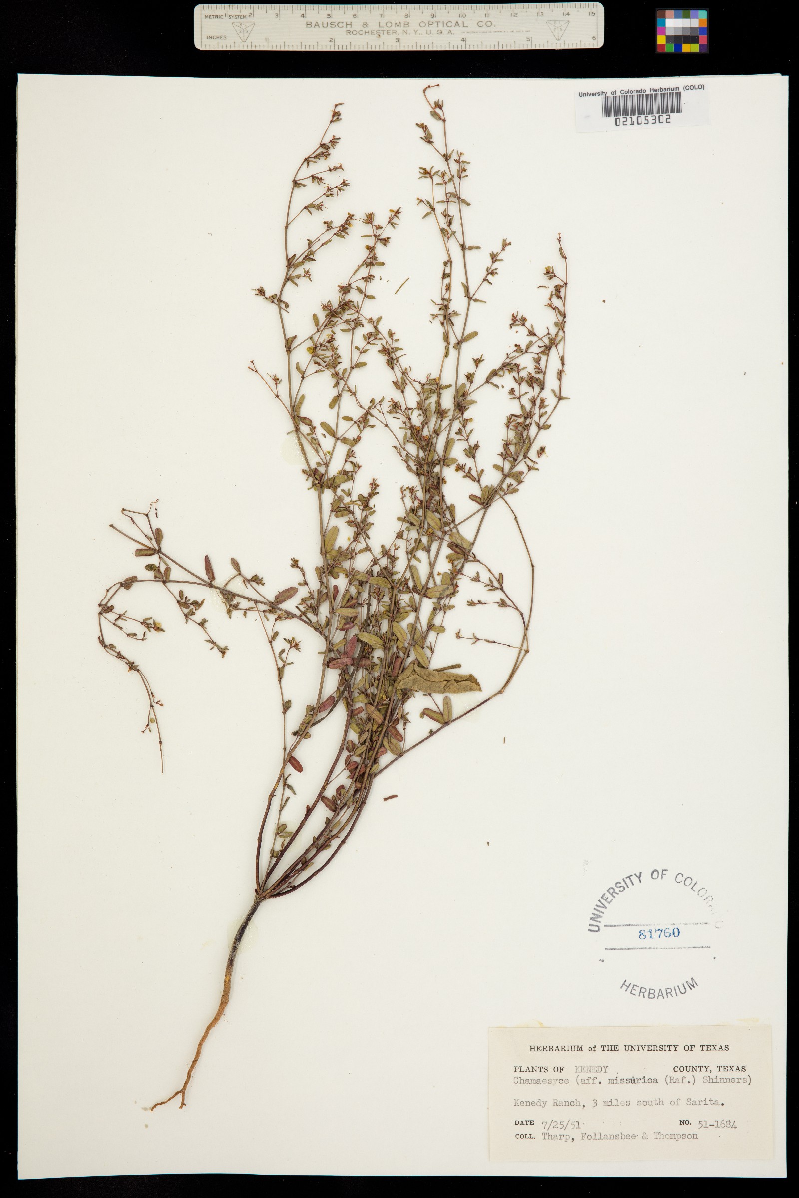 Euphorbia missurica image