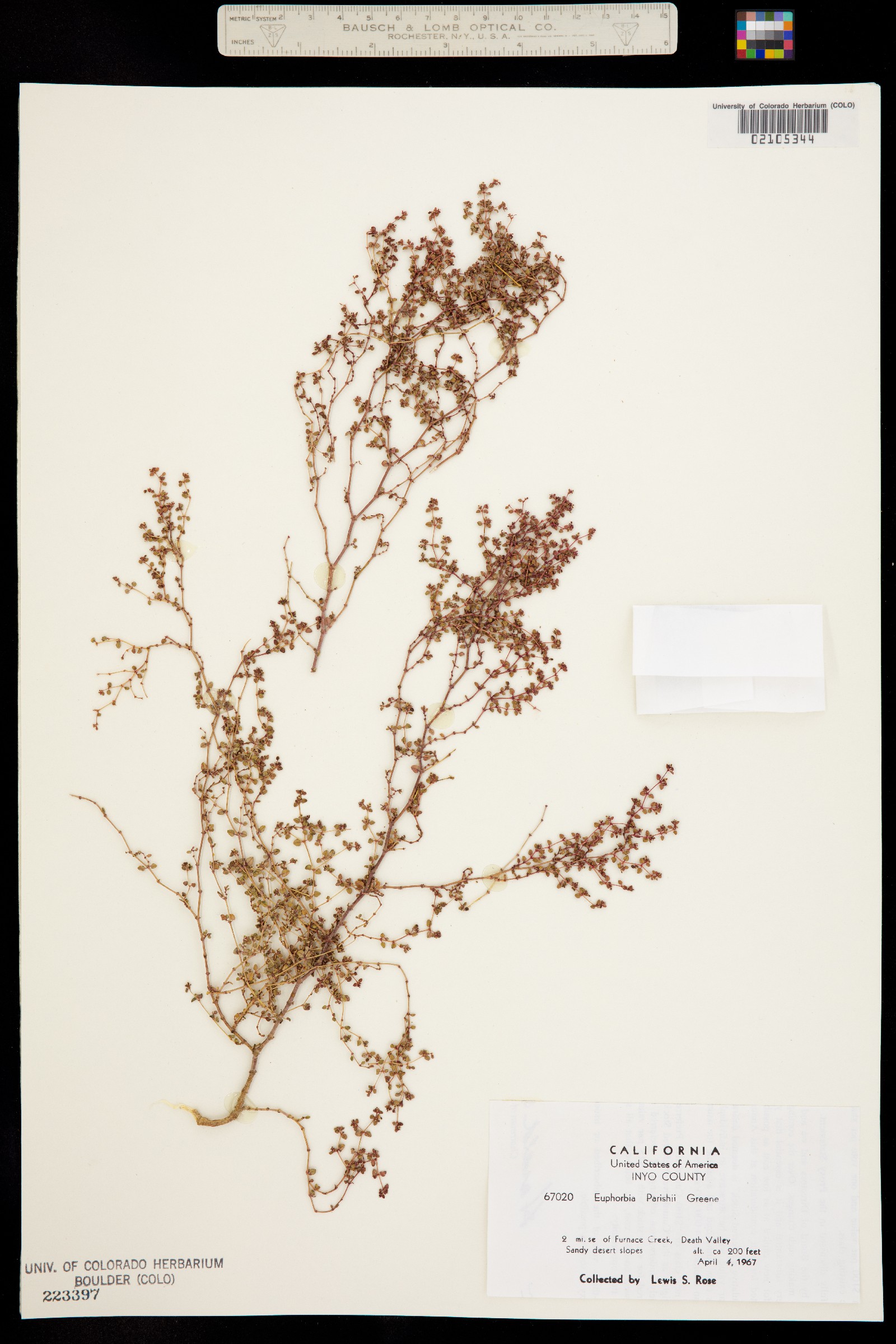 Euphorbia parishii image