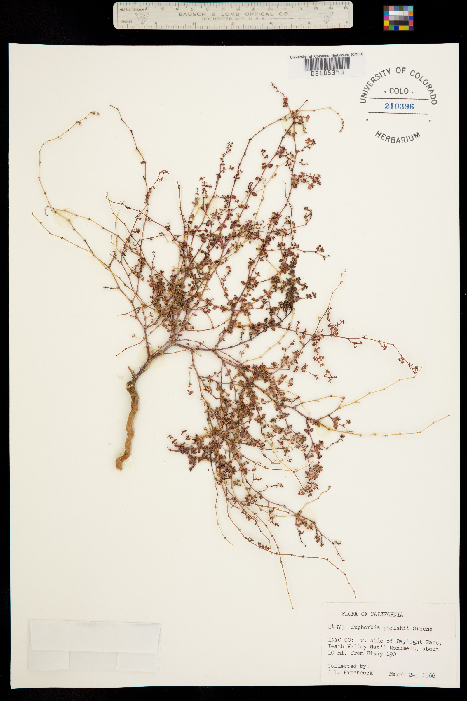 Euphorbia parishii image