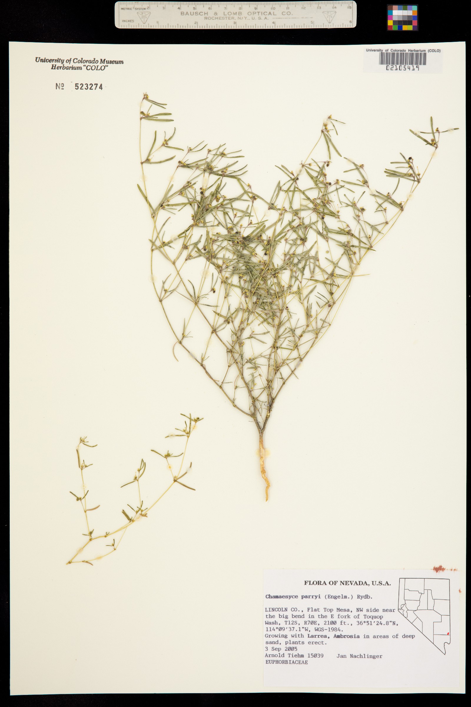 Euphorbia parryi image