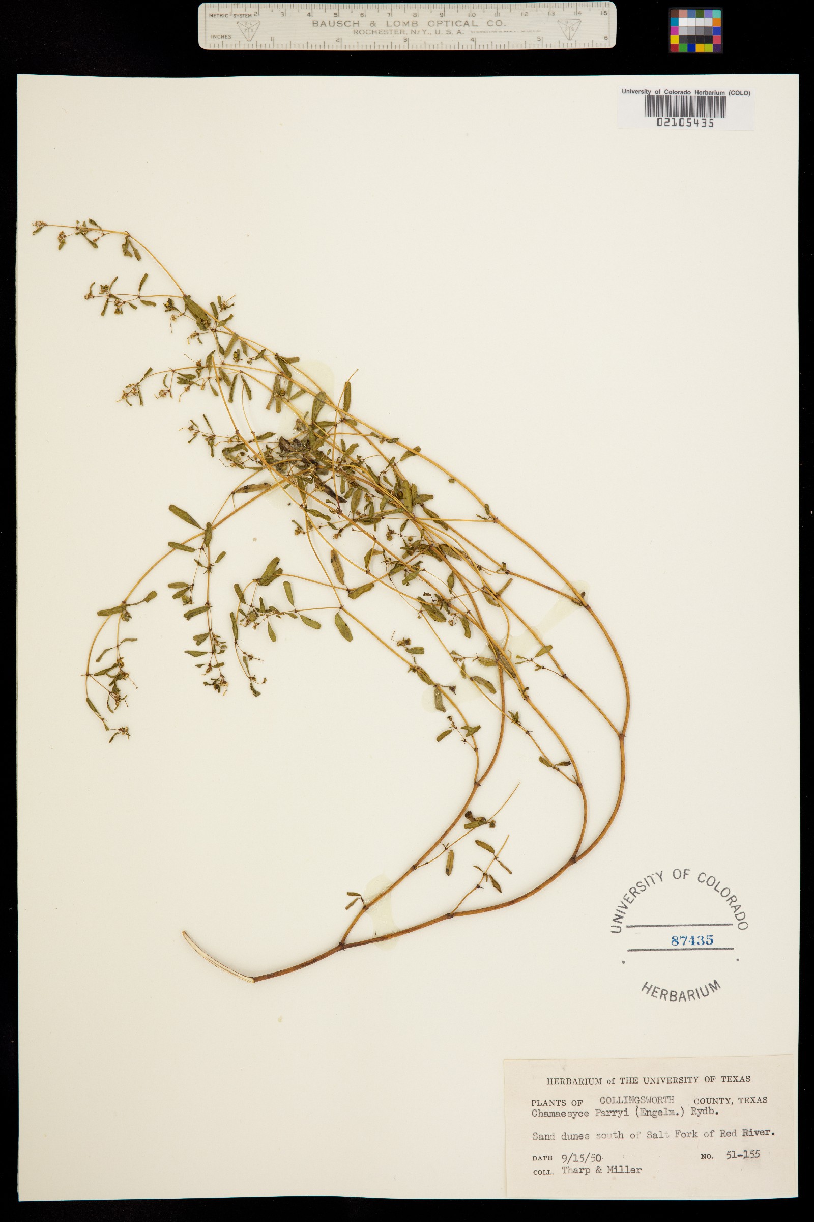 Euphorbia parryi image