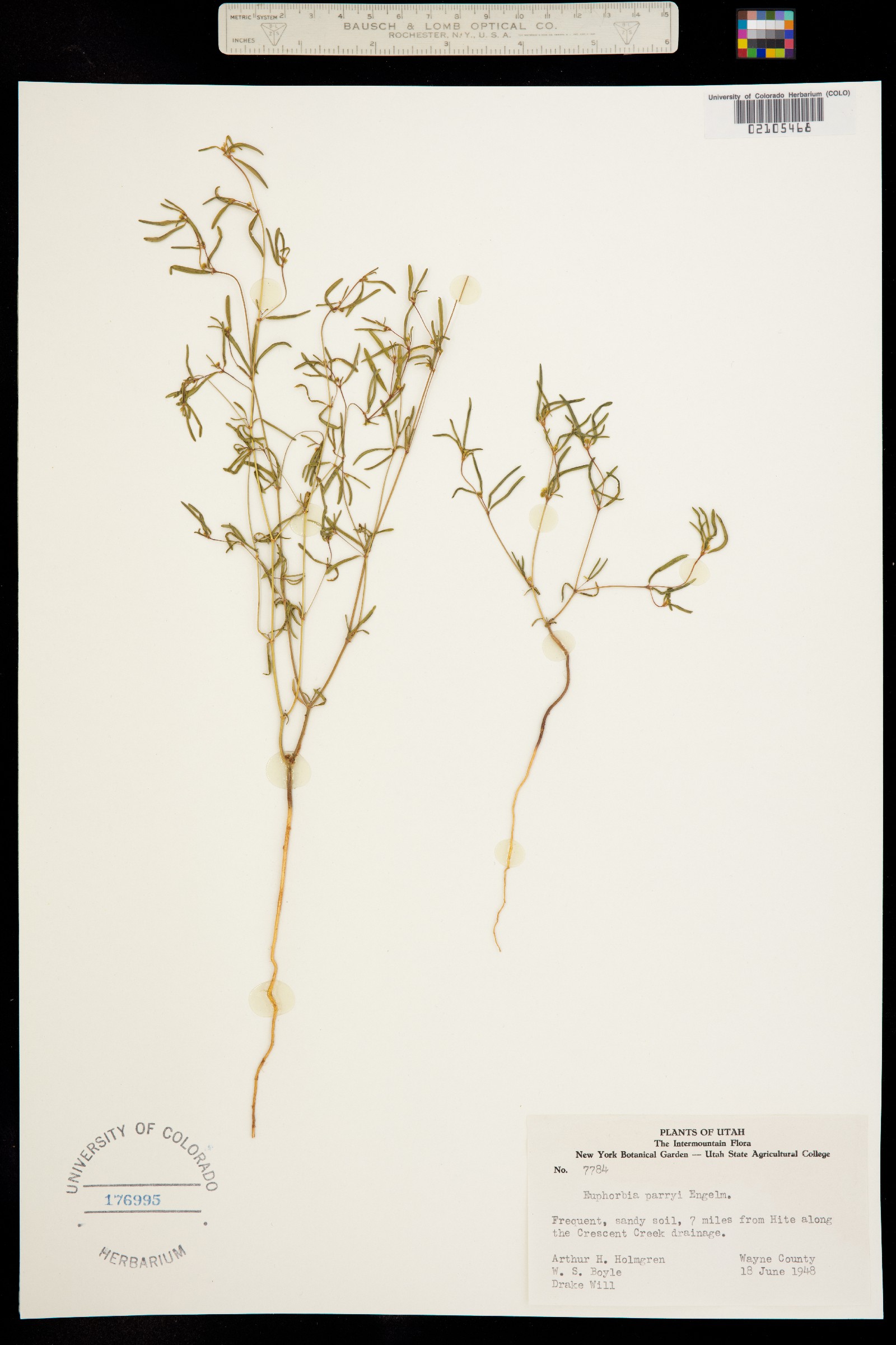 Euphorbia parryi image