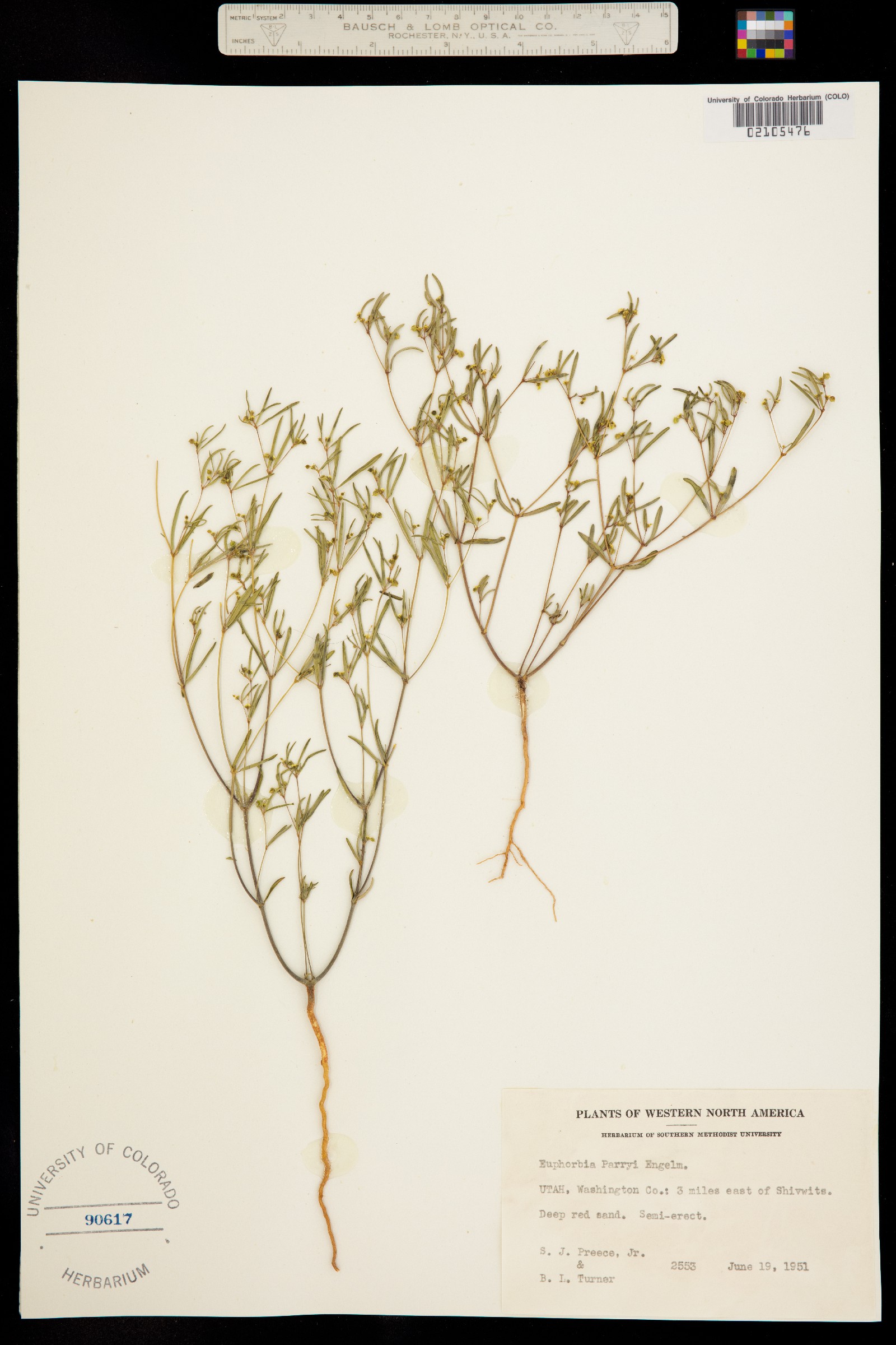 Euphorbia parryi image