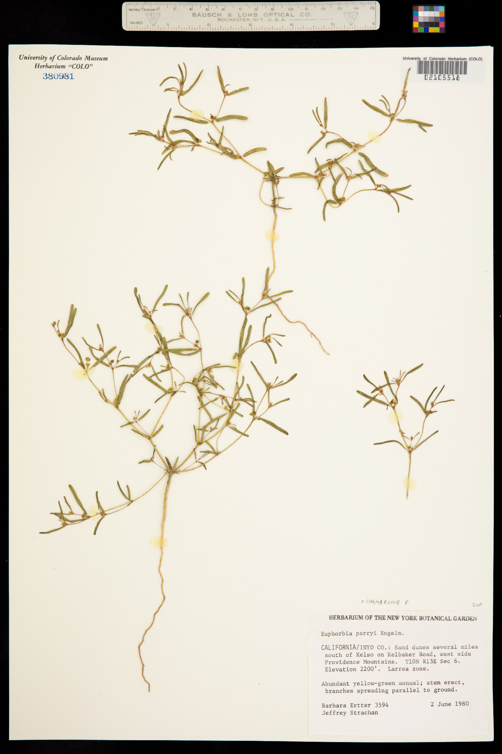 Euphorbia parryi image
