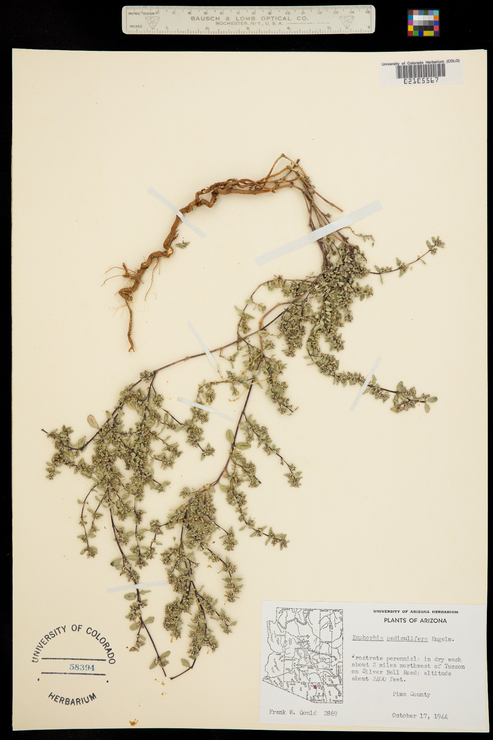Euphorbia pediculifera image