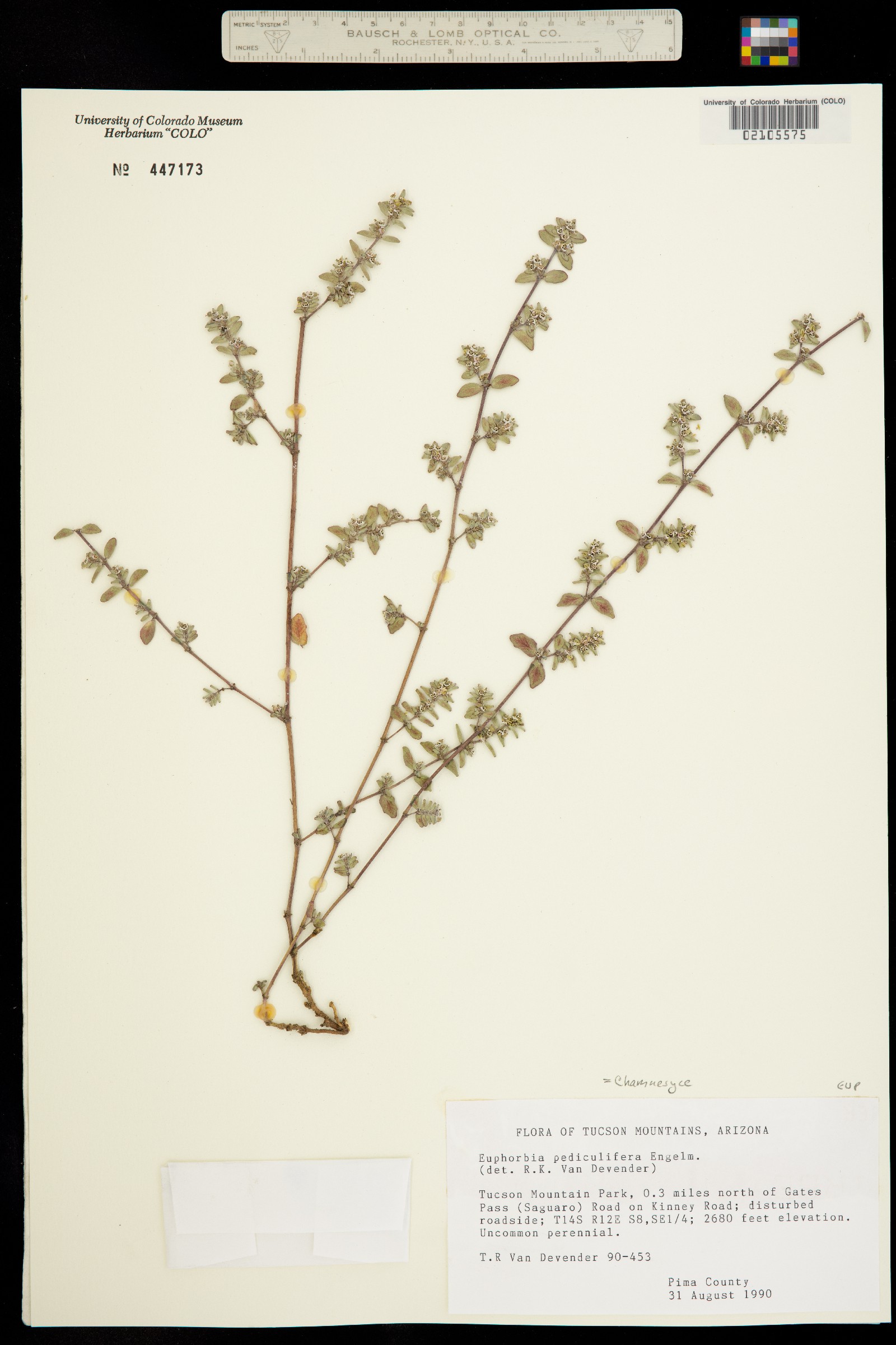 Euphorbia pediculifera image