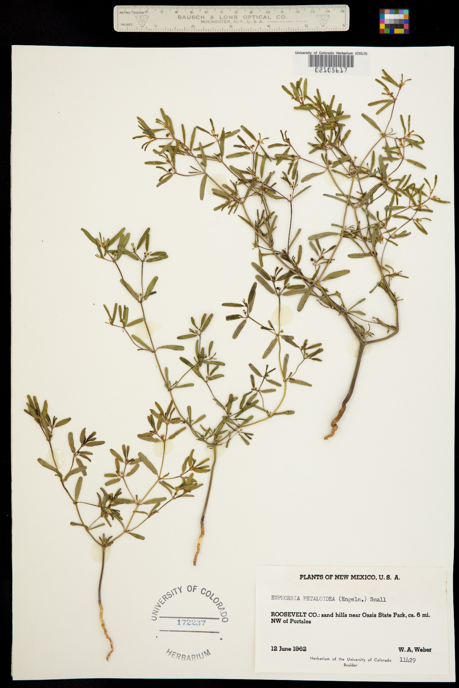 Euphorbia missurica image